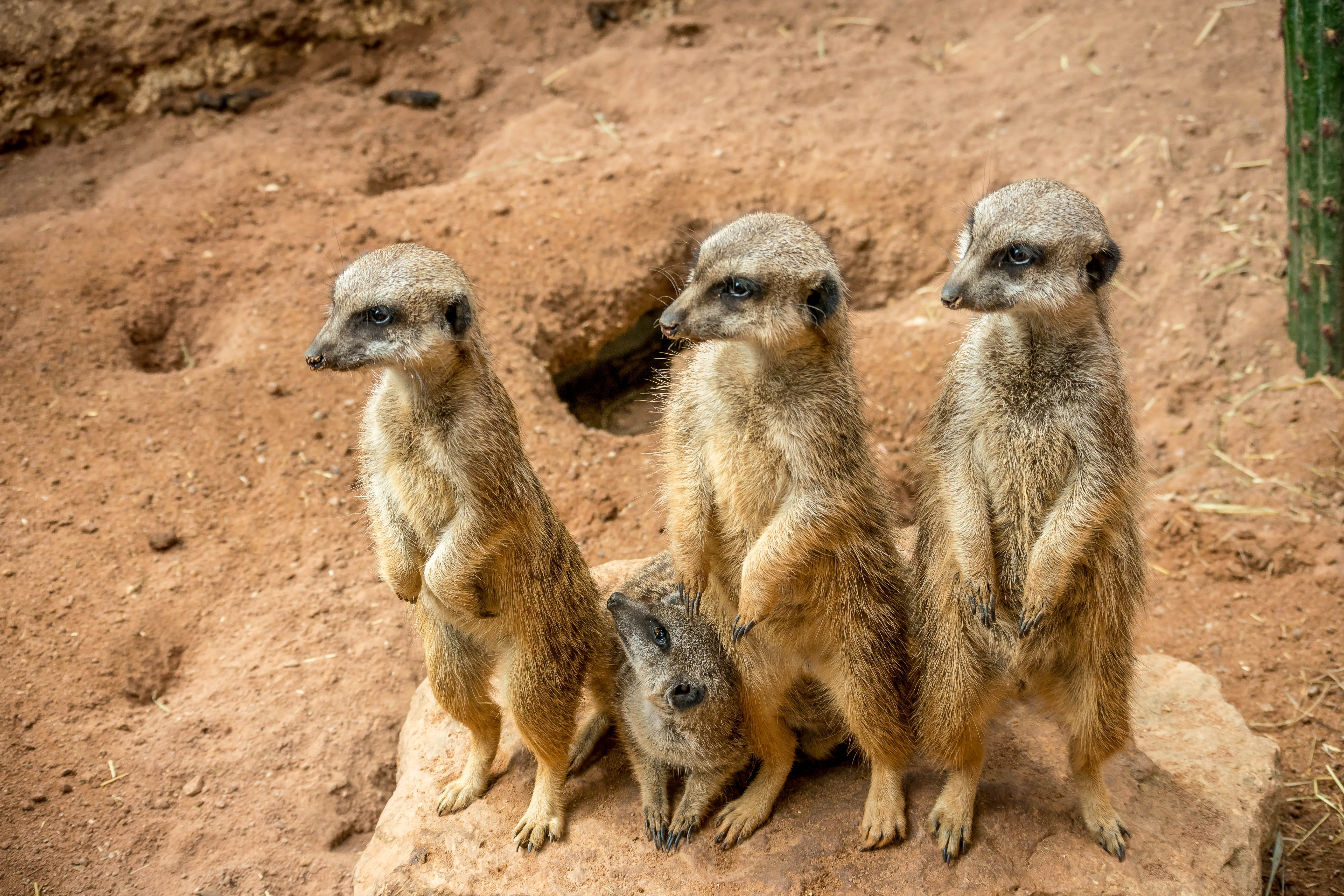 no people, alertness, animal, animal wildlife, rock, animal themes, animal family, group of animals, vertebrate, guard, sweet, animal head, small, focus on foreground, HD Wallpaper