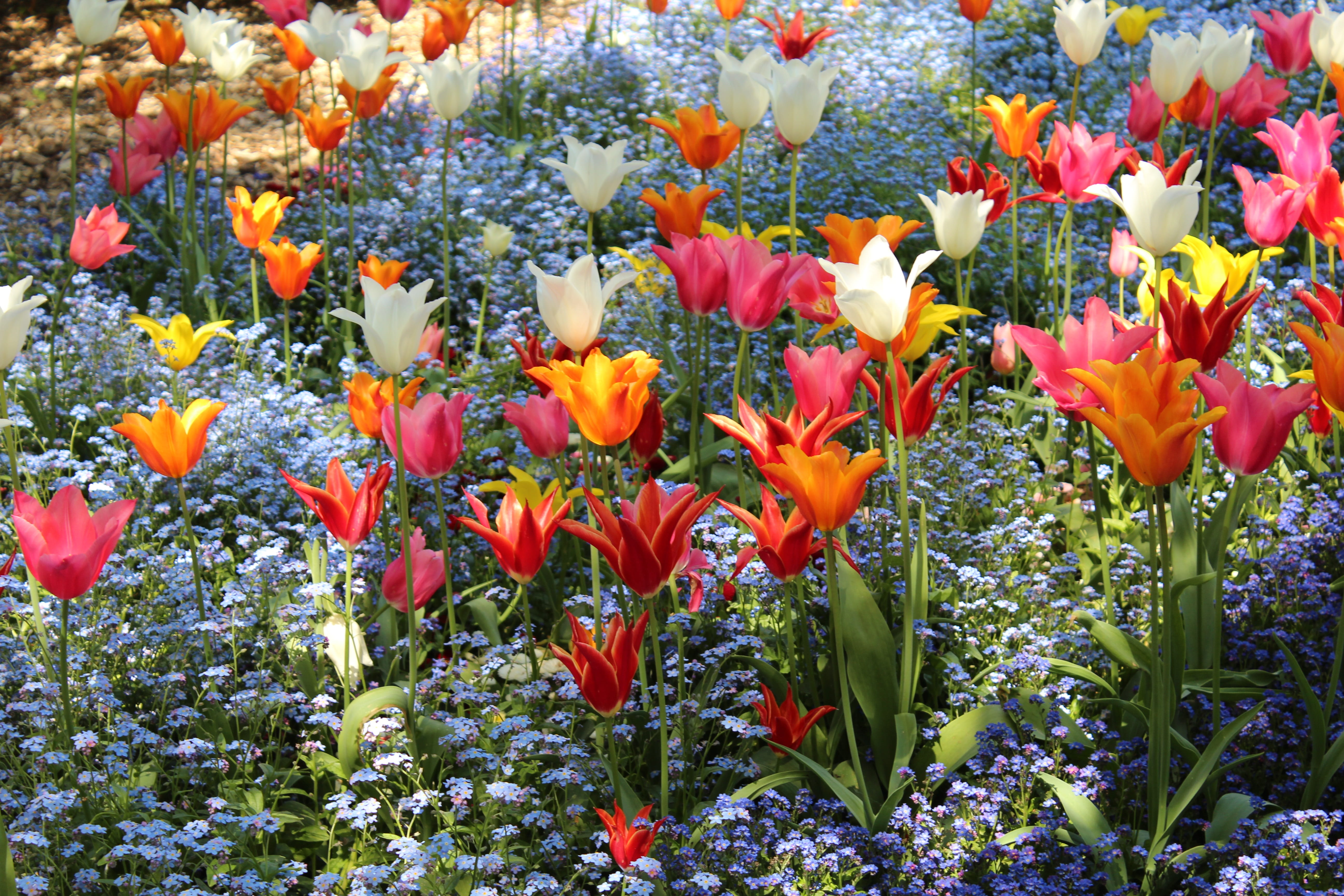 vulnerability, springtime flowers, tulip, field, pink, botanical garden augsburg, red, Tulips, Orange, bloom, Colorful, augsburg, day, flowers, plant, botanical garden, HD Wallpaper