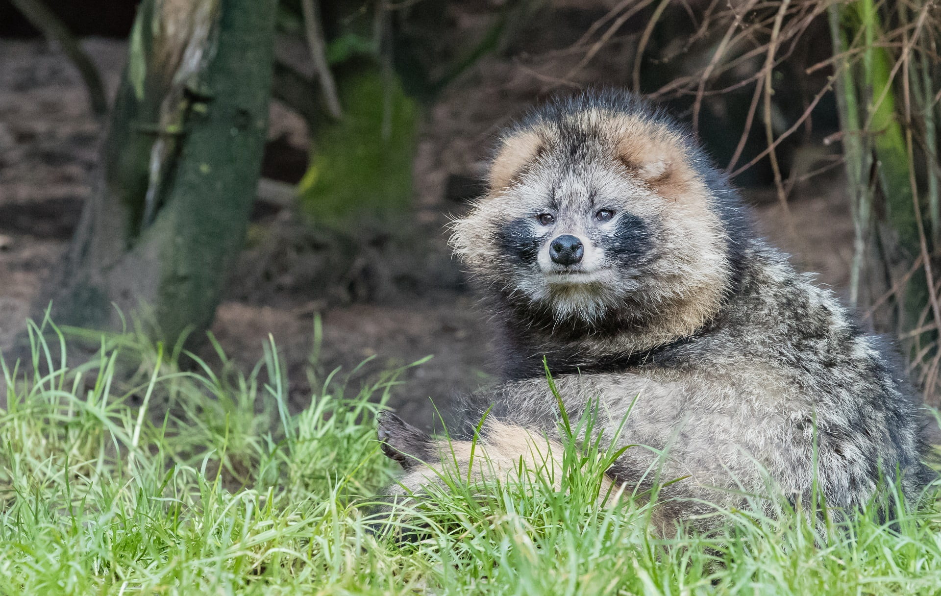 looking at camera, animal, animals in the wild, mangut, mammal, canid, wild, plant, pet, young animal, portrait, outdoors, close-up, animal themes, animal wildlife, HD Wallpaper