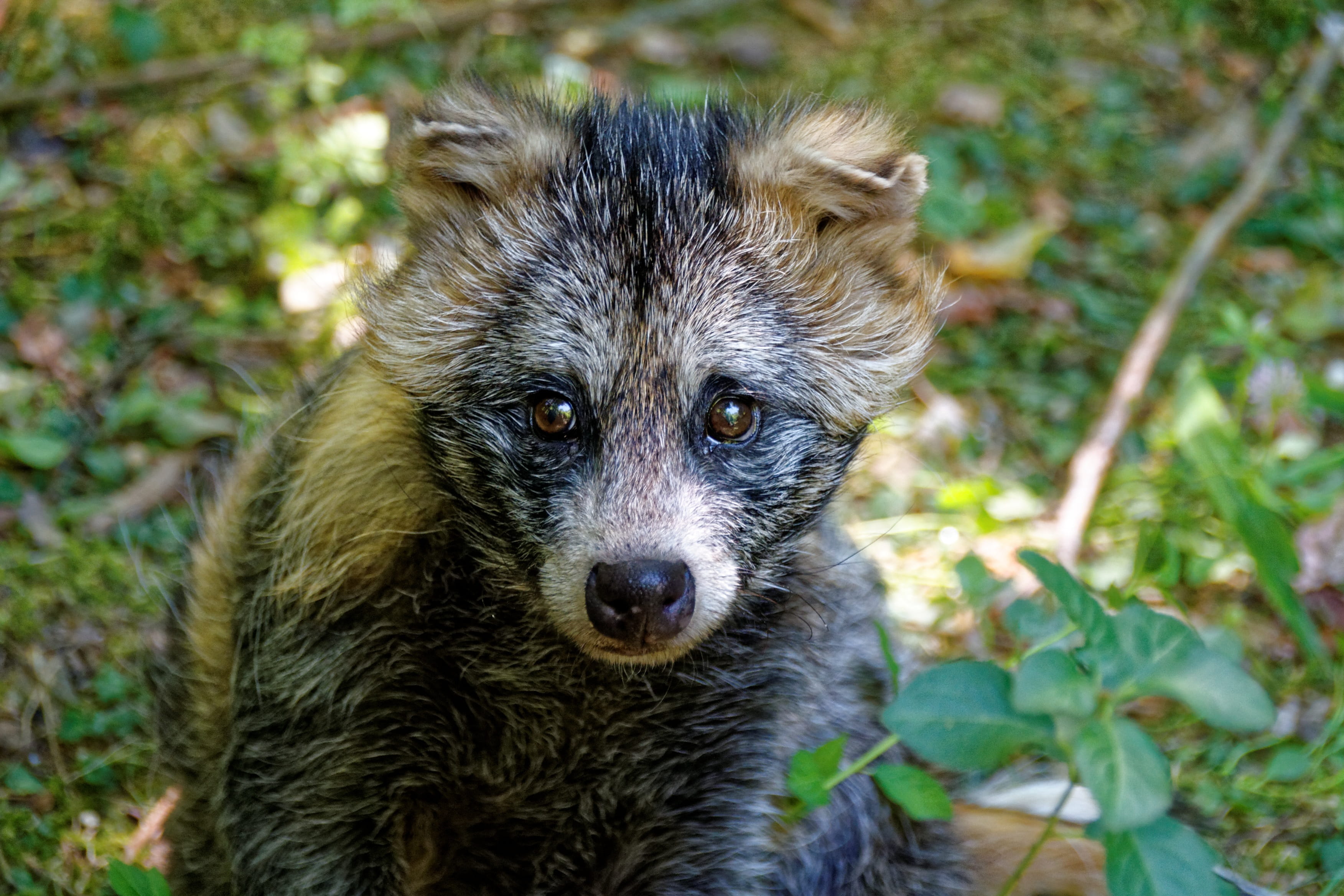 snout, obstfuchs, looking, domestic animals, close-up, Animal, no people, Raccoon Dog, mammal, land, domestic, Marten, fur, looking at camera, 2K, day, HD Wallpaper
