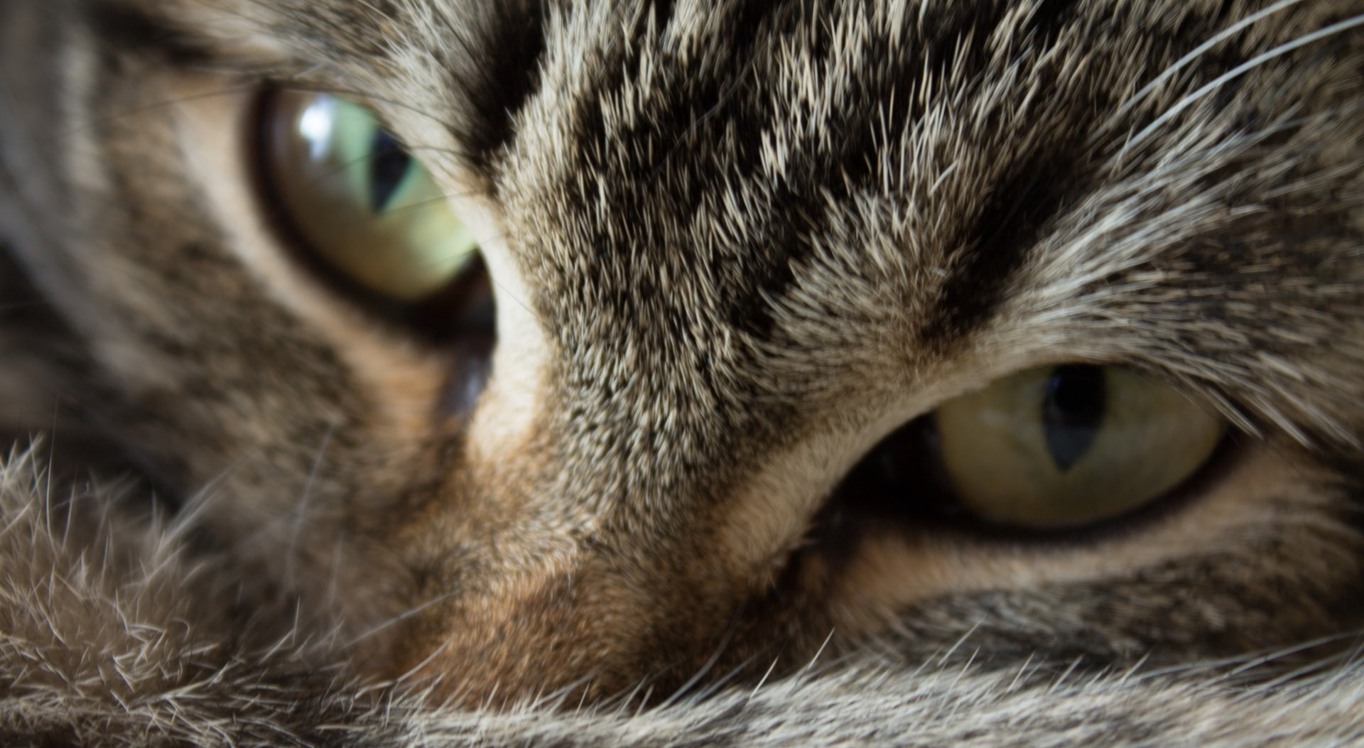 kaisa, tabby, no people, animal themes, portrait, gray, whisker, Animals, cat, mammal, Eyes, animal head, animal, animal body part, eye, domestic animals, HD Wallpaper