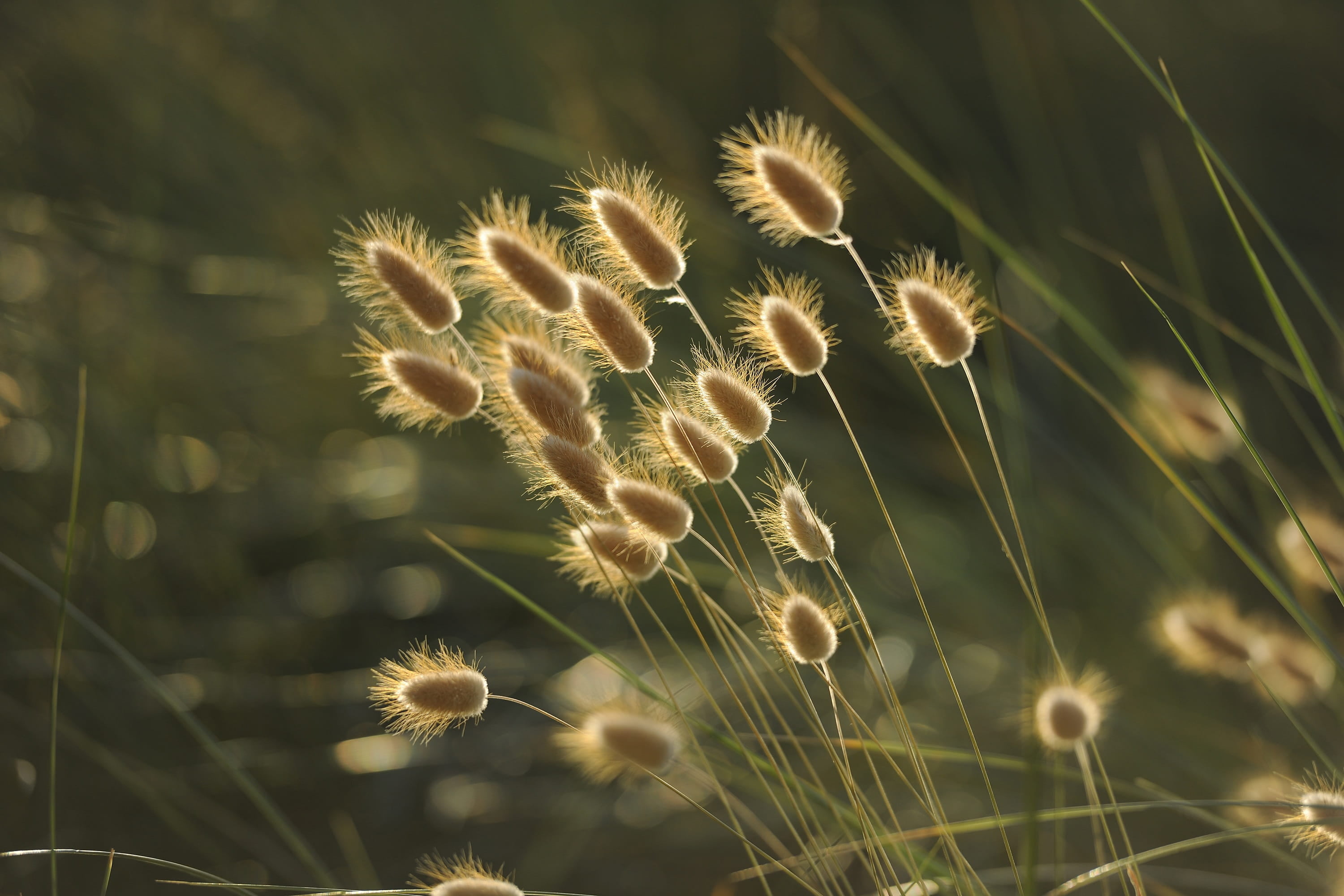 tranquility, sun, backlight, softness, no people, landscape, dandelion, beauty in nature, land, vulnerability, brown, focus, plant, nature, 2K, close-up, HD Wallpaper