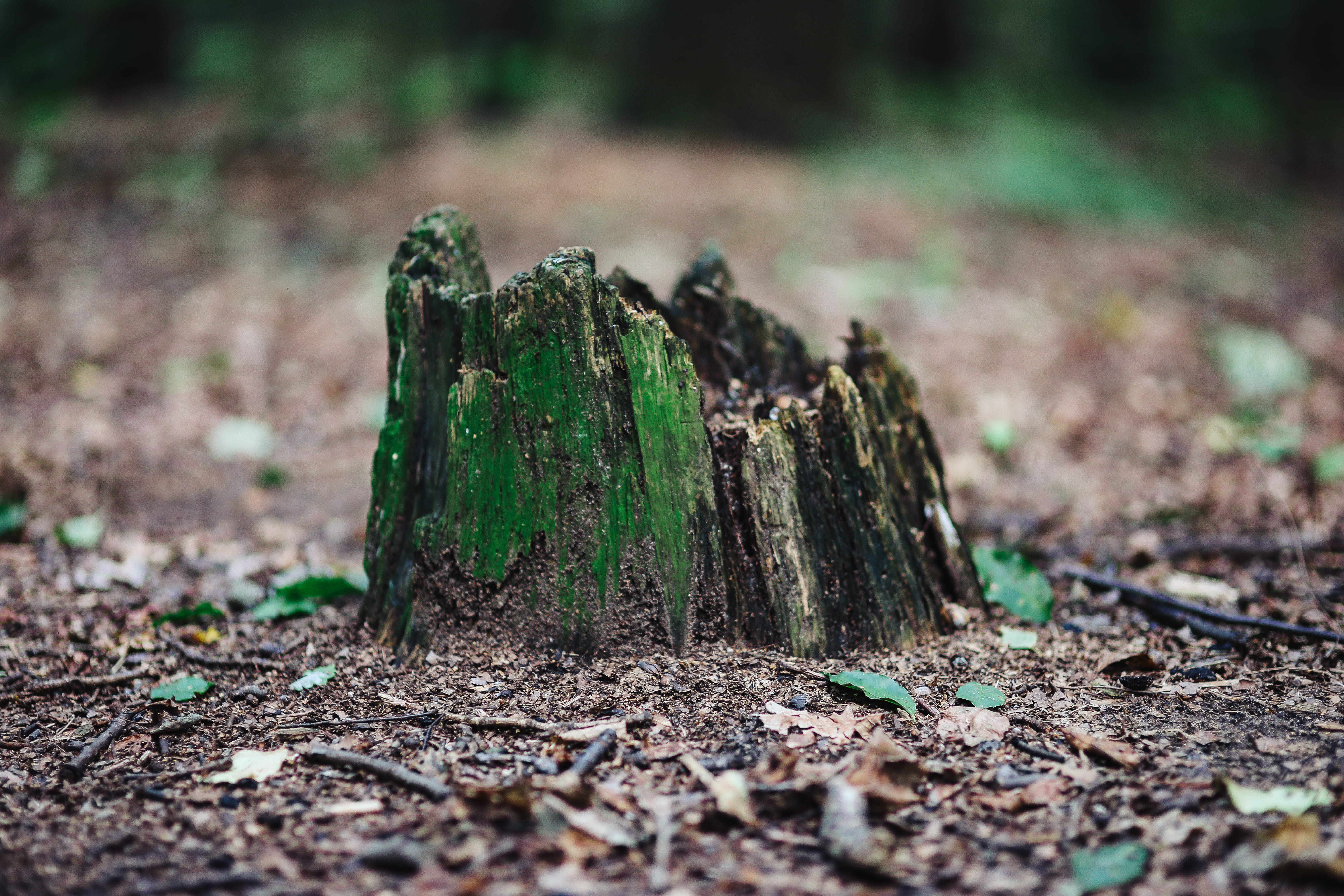 wood, leaf, small, wood - material, timber, tree, woods, 5K, walk, green, woodland, bark, nature, tree stump, close-up, dirt, summer, deforestation, day, HD Wallpaper