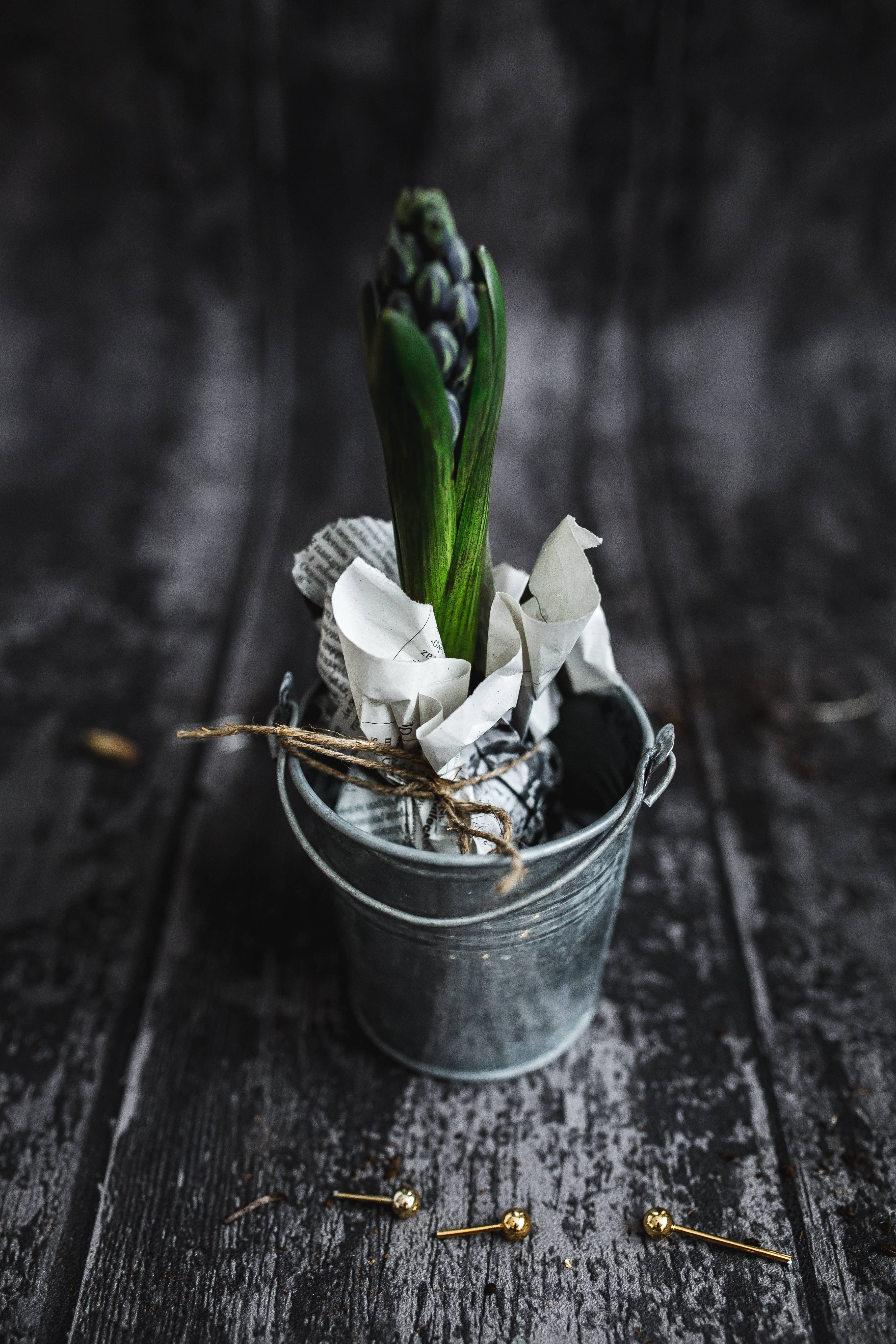 close, backgrounds, ups, food and drink, indoors, green color, no people, ground, selective focus, Hyacinths, freshness, container, potted, pot, closeup, Phone HD Wallpaper