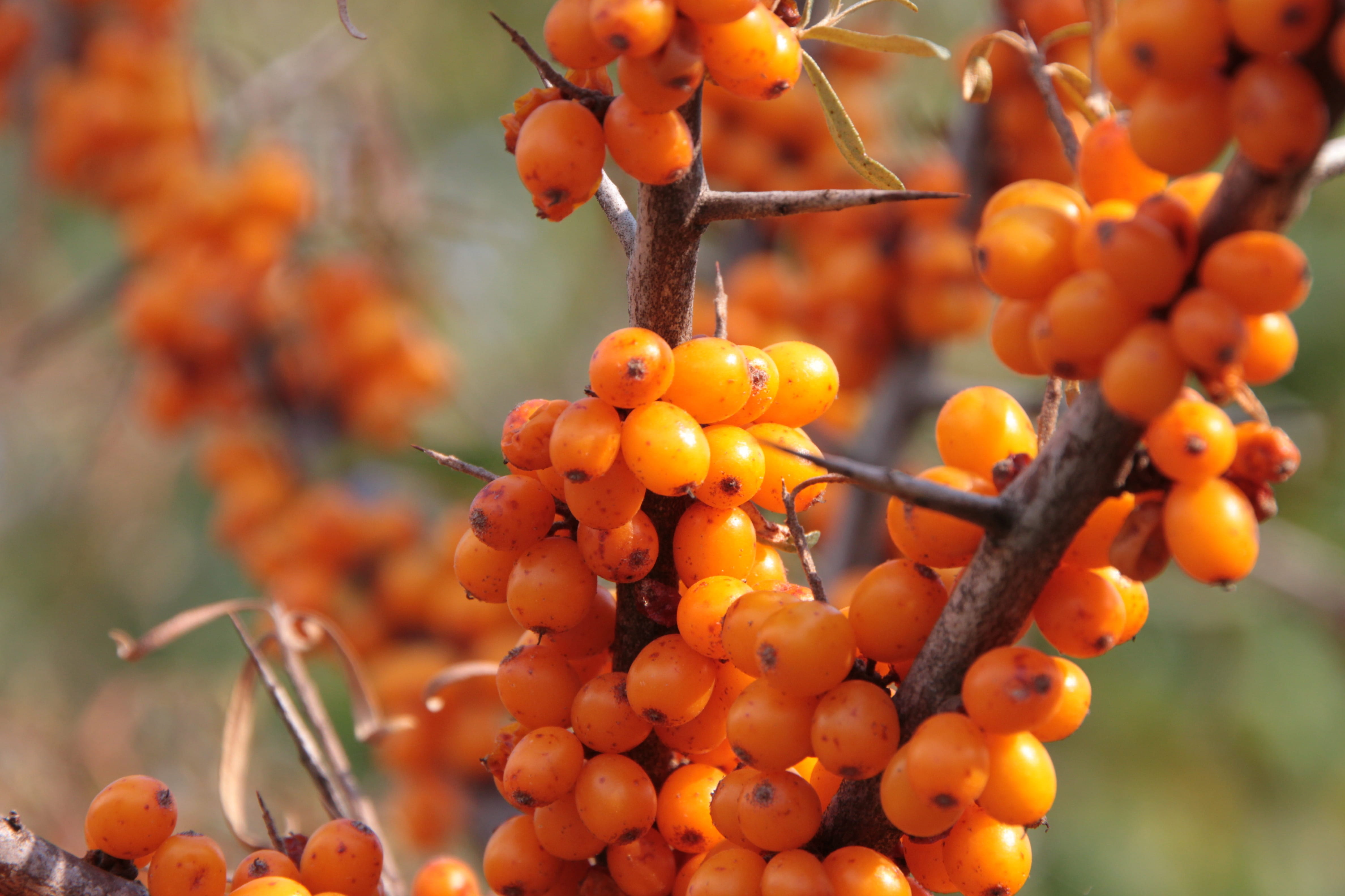 vitamins, yellow, nature, thistles, tree, Fruits, orange color, outdoors, abundance, Healthy, growth, beans, health, day, focus on foreground, food, branch, HD Wallpaper