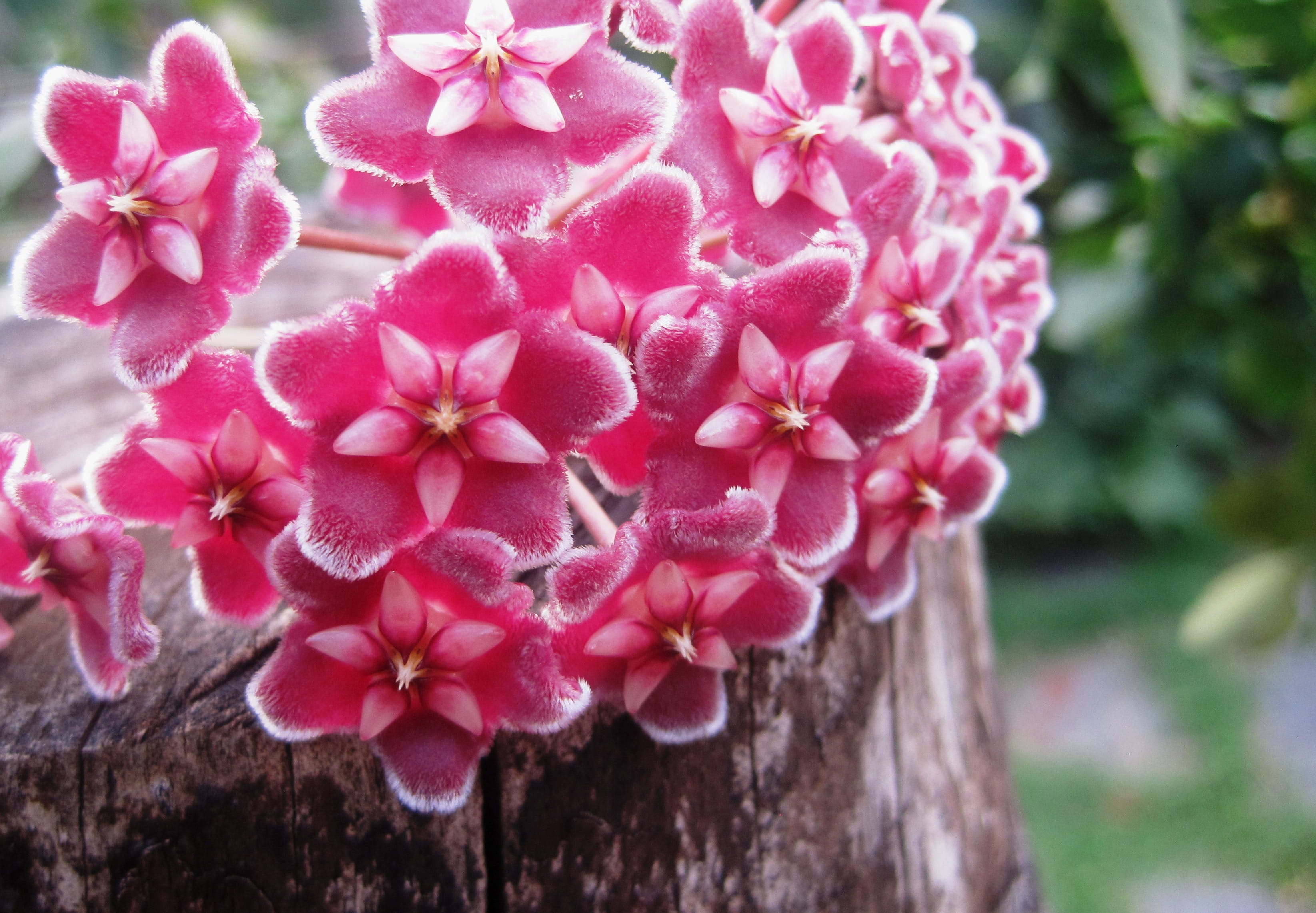 beauty in nature, 2K, tree, Pink, flower, Wax Plant, focus on foreground, growth, macro, pink Color, day, Florets, Hoya, velvety, flowering plant, waxy, HD Wallpaper