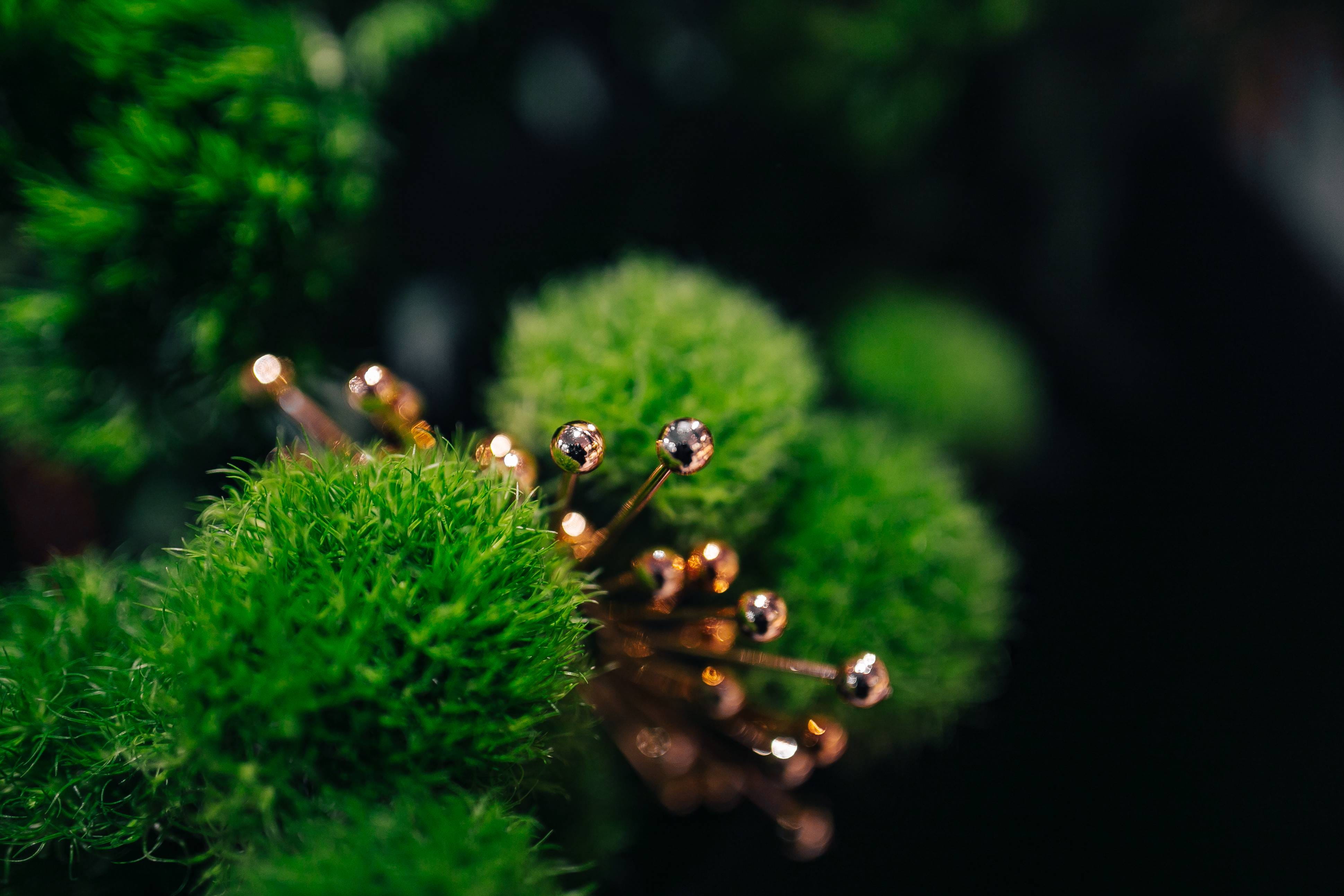 nature, flowers, forest, tree, close-up, green, flora, 4K, freshness, plant part, day, flower, Close-ups, outdoors, plant, selective focus, land, focus on foreground, HD Wallpaper