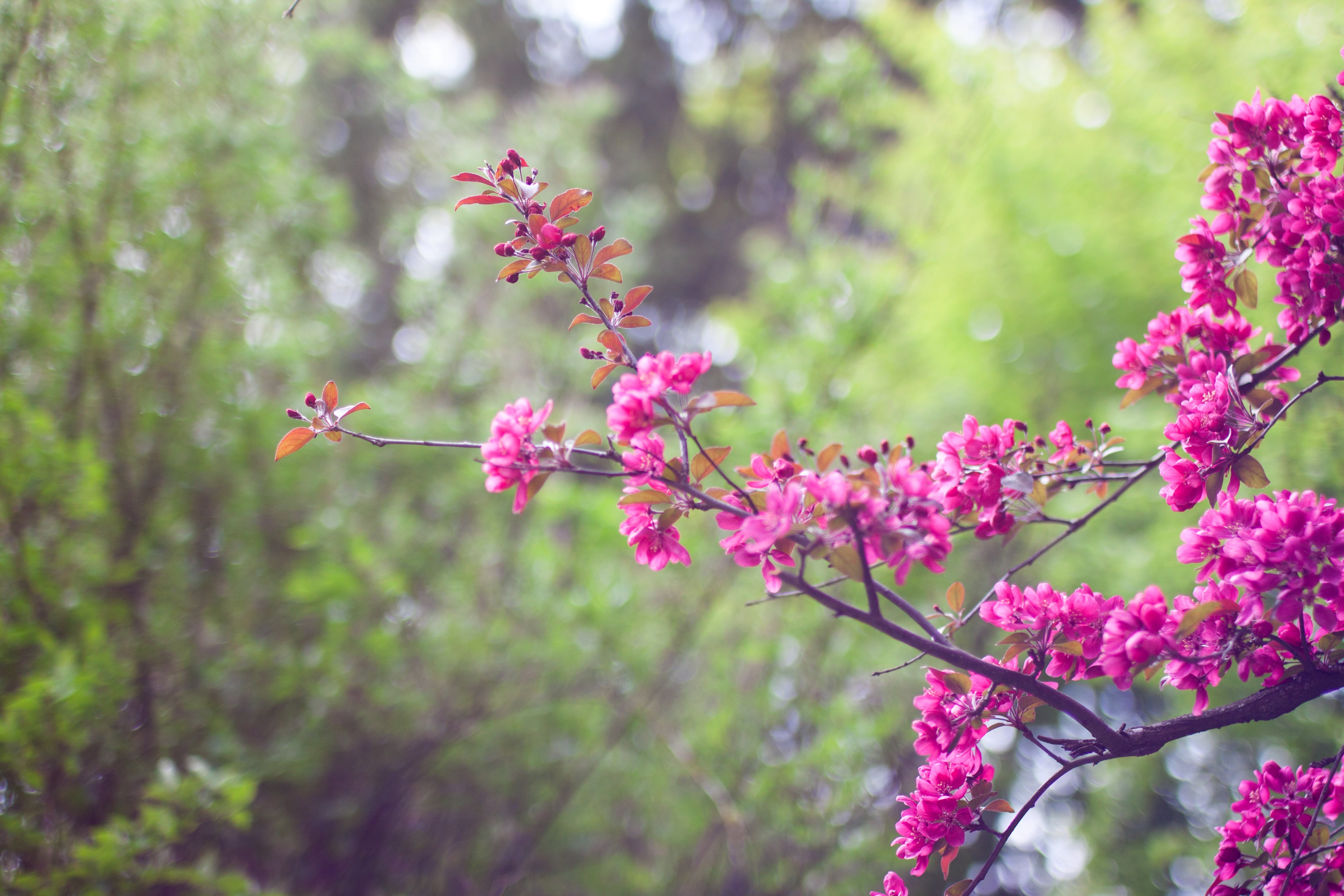 vulnerability, lilac, nature, day, close-up, beauty in nature, petal, bloom, tree, pink color, photography, 4K, springtime, fragility, growth, shallow, HD Wallpaper