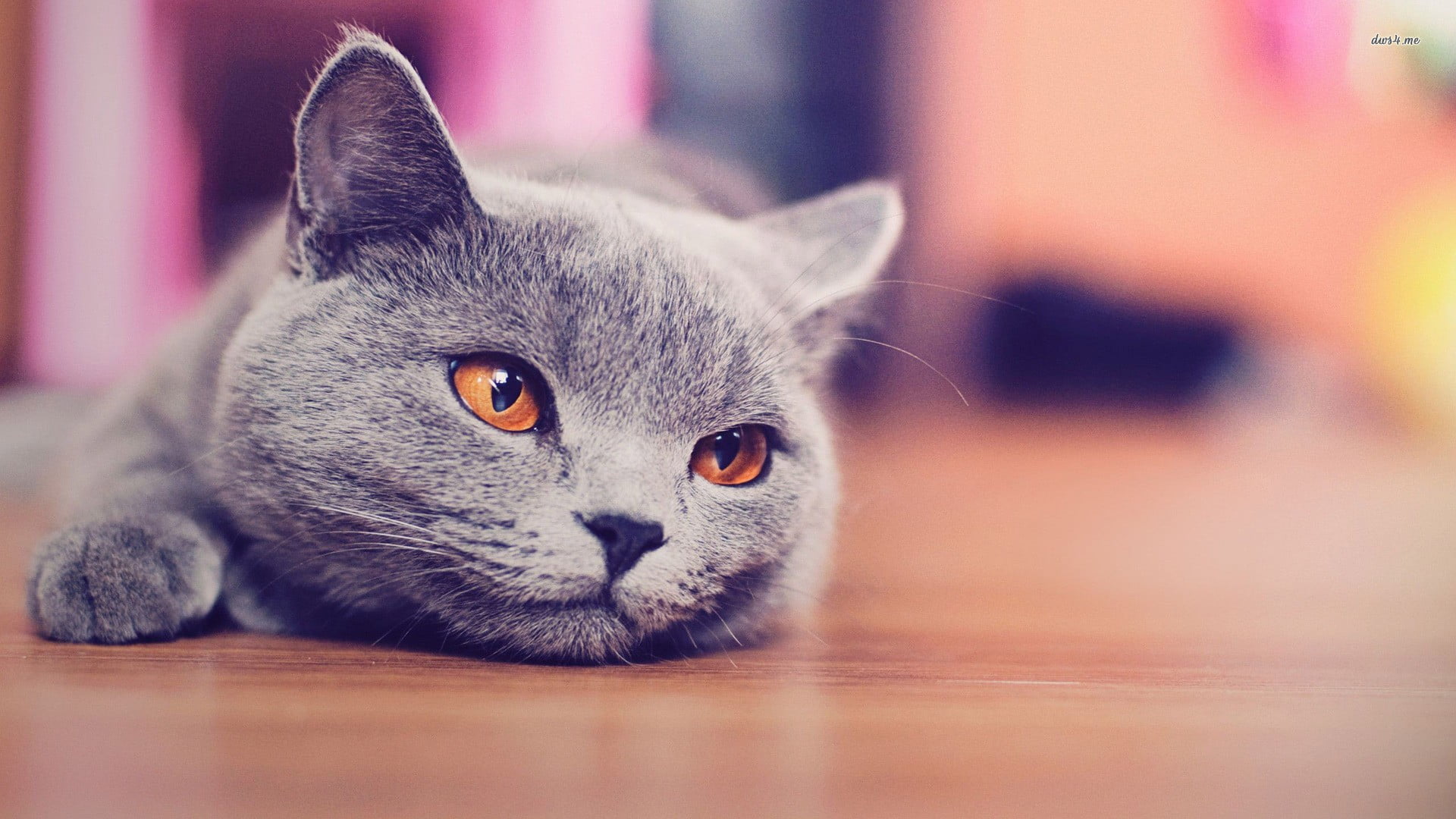 lying down, domestic, domestic cat, selective focus, portrait, animals, vertebrate, whisker, 1080P, indoors, cat, eye, one animal, people, animal eye, HD Wallpaper