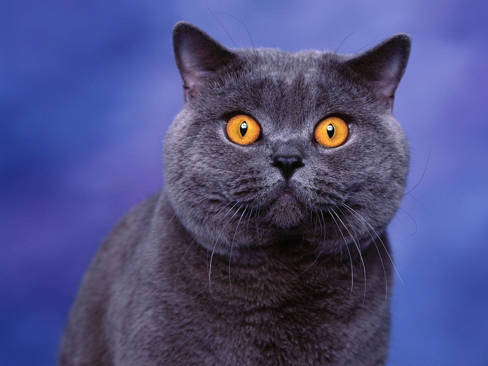 cat, 720P, British shorthair, animals, blue, HD Wallpaper