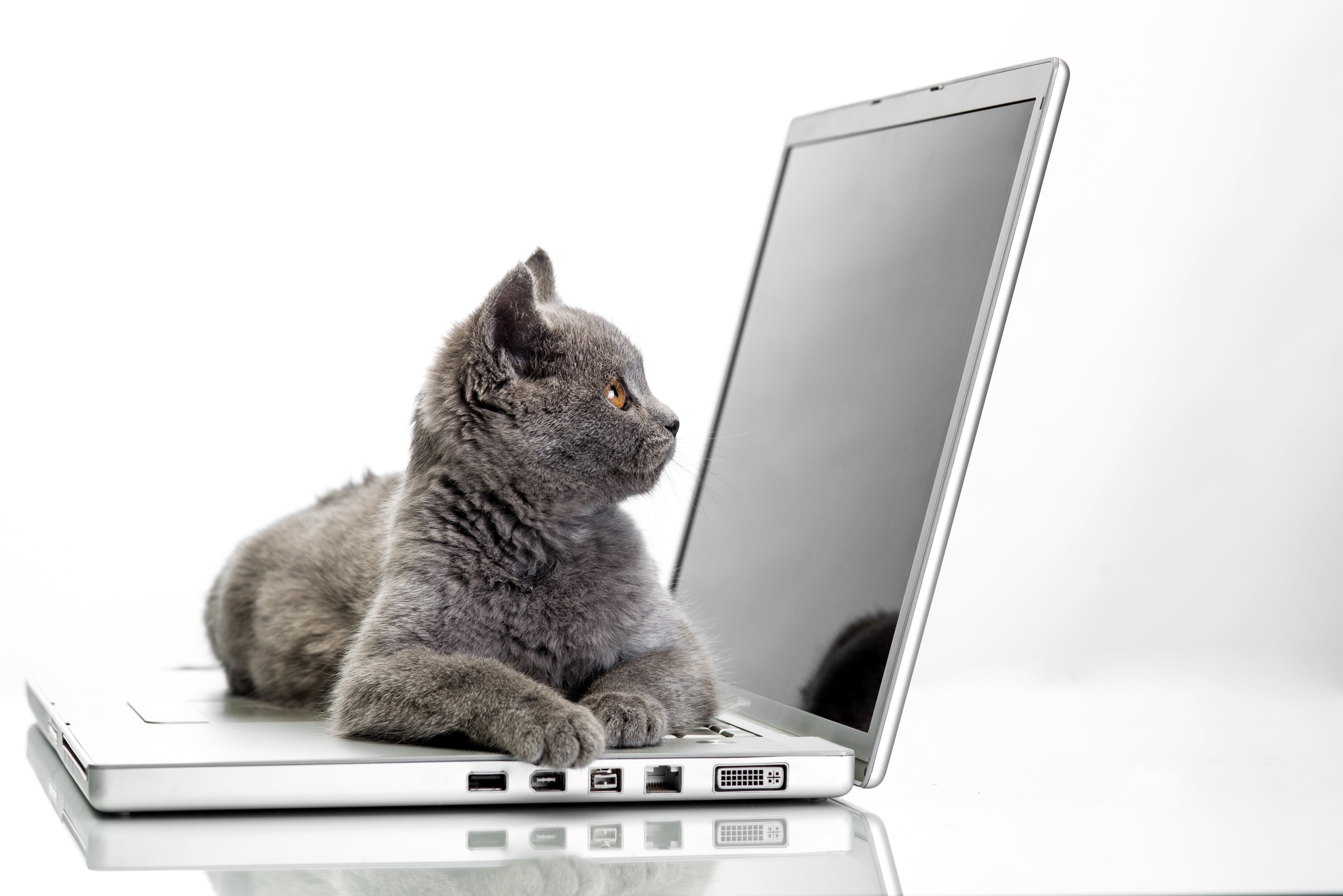black, domestic animals, cat, pets, wireless technology, one animal, vertebrate, 5K, laptop, white, communication, domestic cat, feline, notebooks, British shorthair, HD Wallpaper
