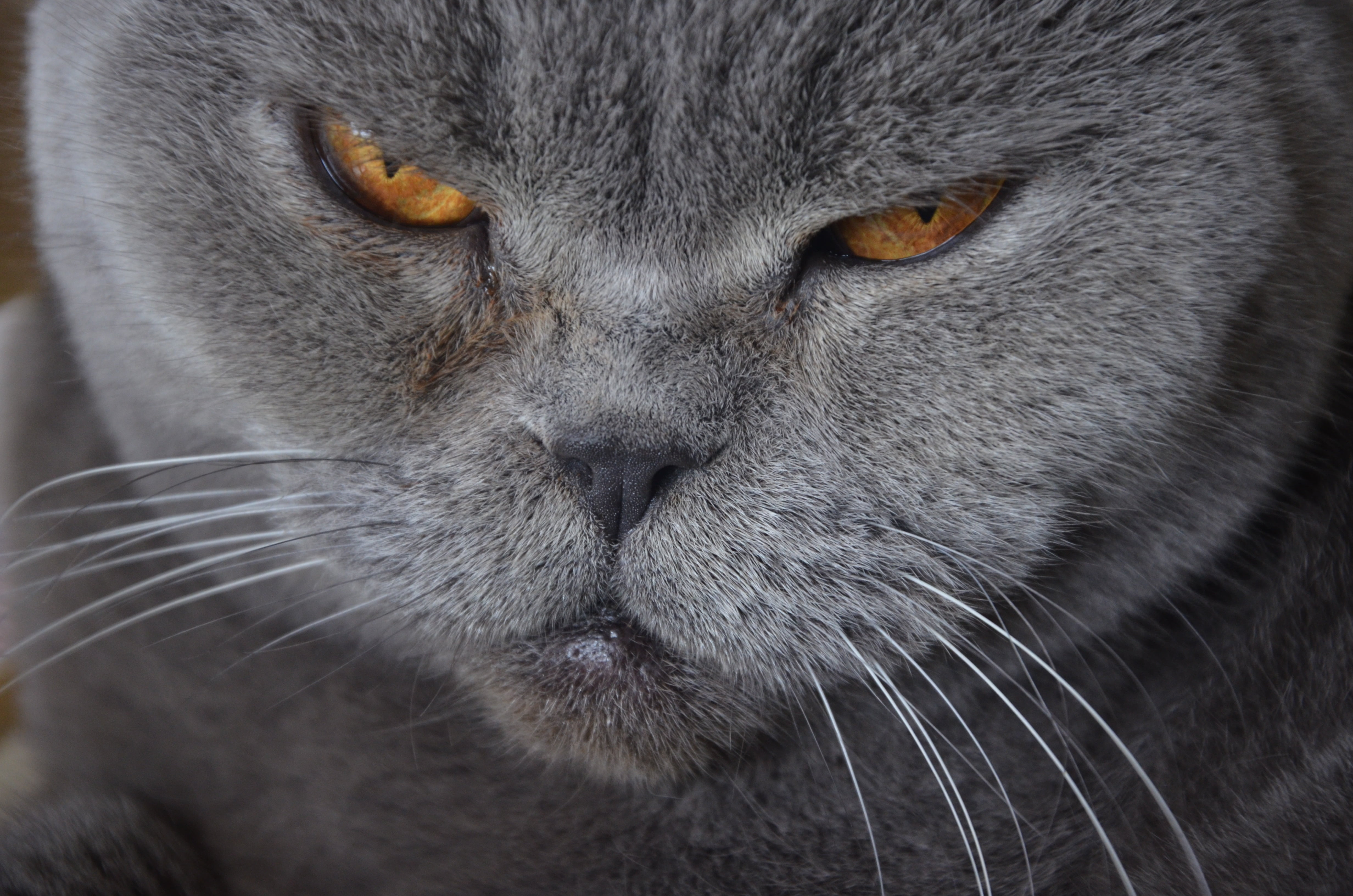 kitten, animal body part, gray, snout, close-up, tabby, young Animal, animal Head, whisker, purebred Cat, gray Hair, looking, yellow eyes, muzzle, feline, HD Wallpaper