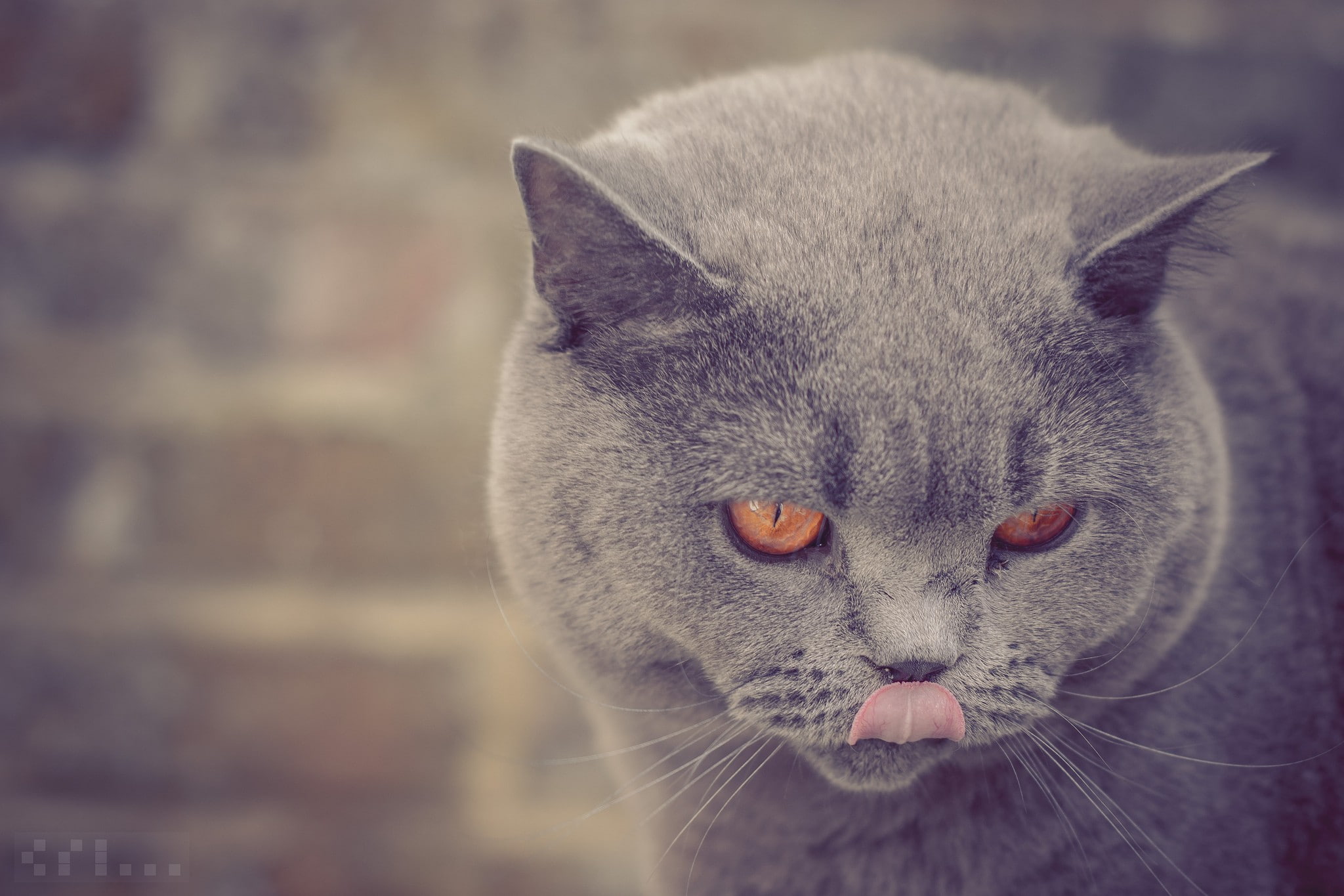 portrait, cat, domestic, British shorthair, feline, domestic animals, gray, animal body part, 1080P, animal eye, animal, animal themes, animal head, looking, HD Wallpaper