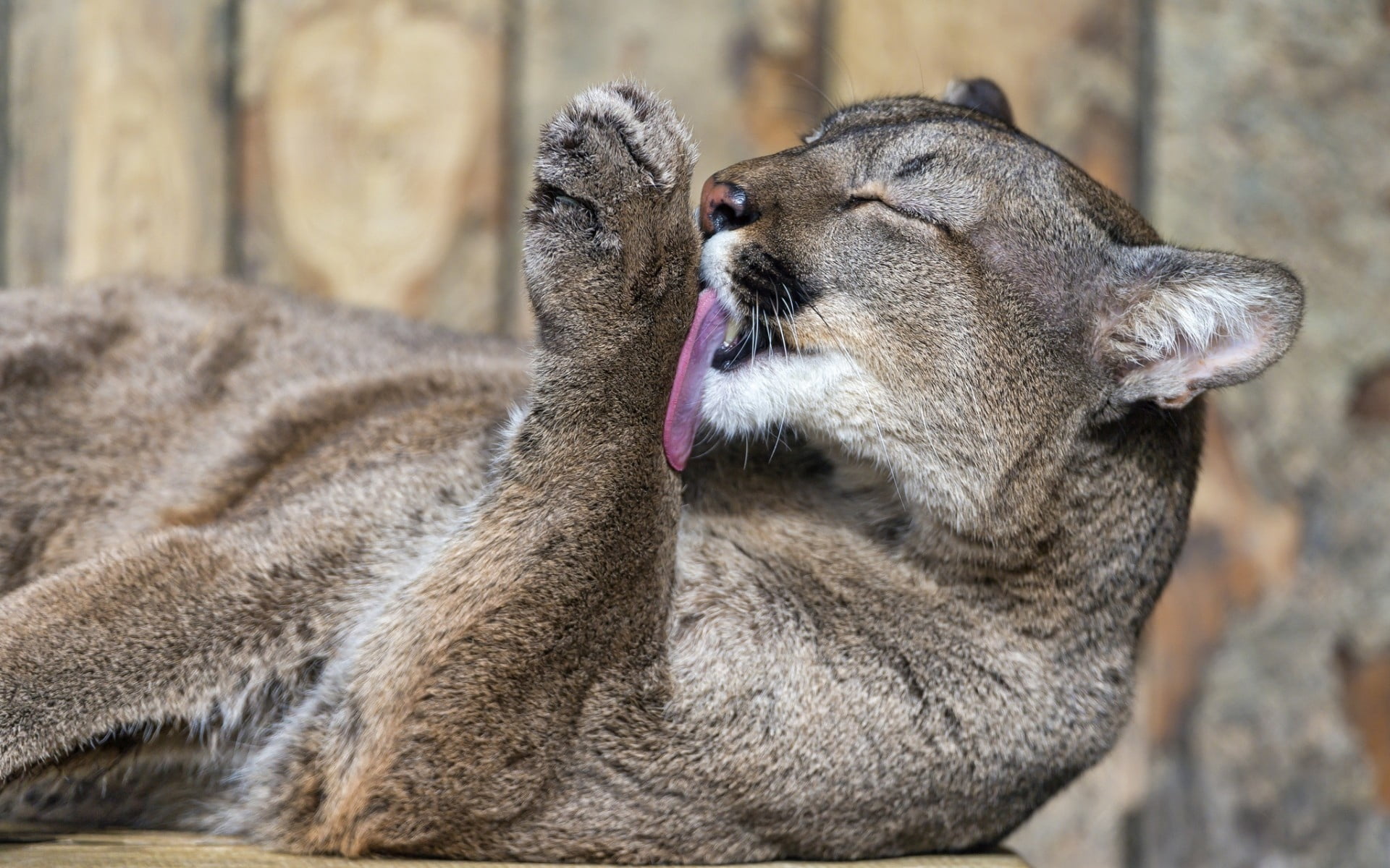 feline, fur, gray, outdoors, focus on foreground, domestic animals, animal head, licking their lips, animal wildlife, mouth open, mammal, cute, facial expression, HD Wallpaper