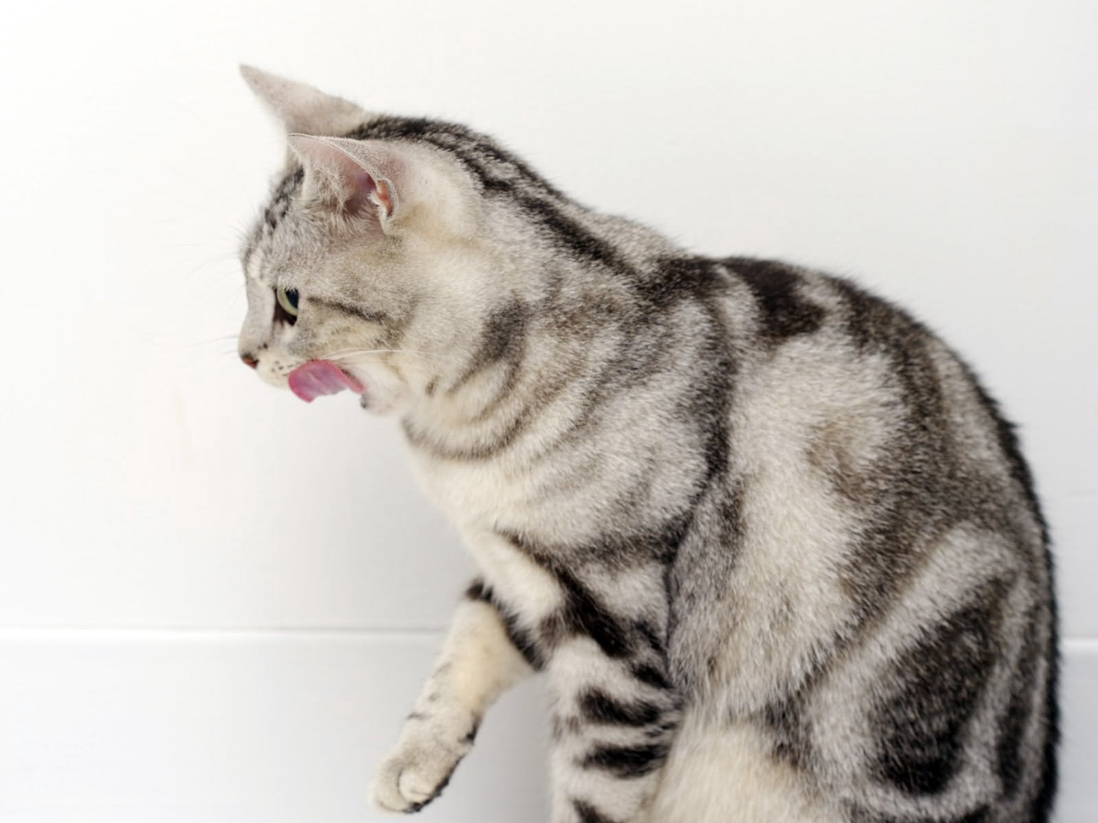 animal themes, cat, striped, licking, profile view, lips, mammal, side view, whisker, mouth open, vertebrate, animal, one animal, feline, indoors, close-up, HD Wallpaper