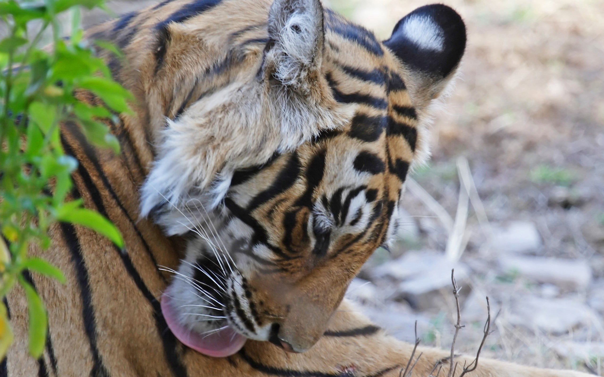 one animal, looking, animal themes, danger, endangered Species, bengal Tiger, whisker, animal markings, safari Animals, day, predator, vertebrate, tropical Rainforest, HD Wallpaper