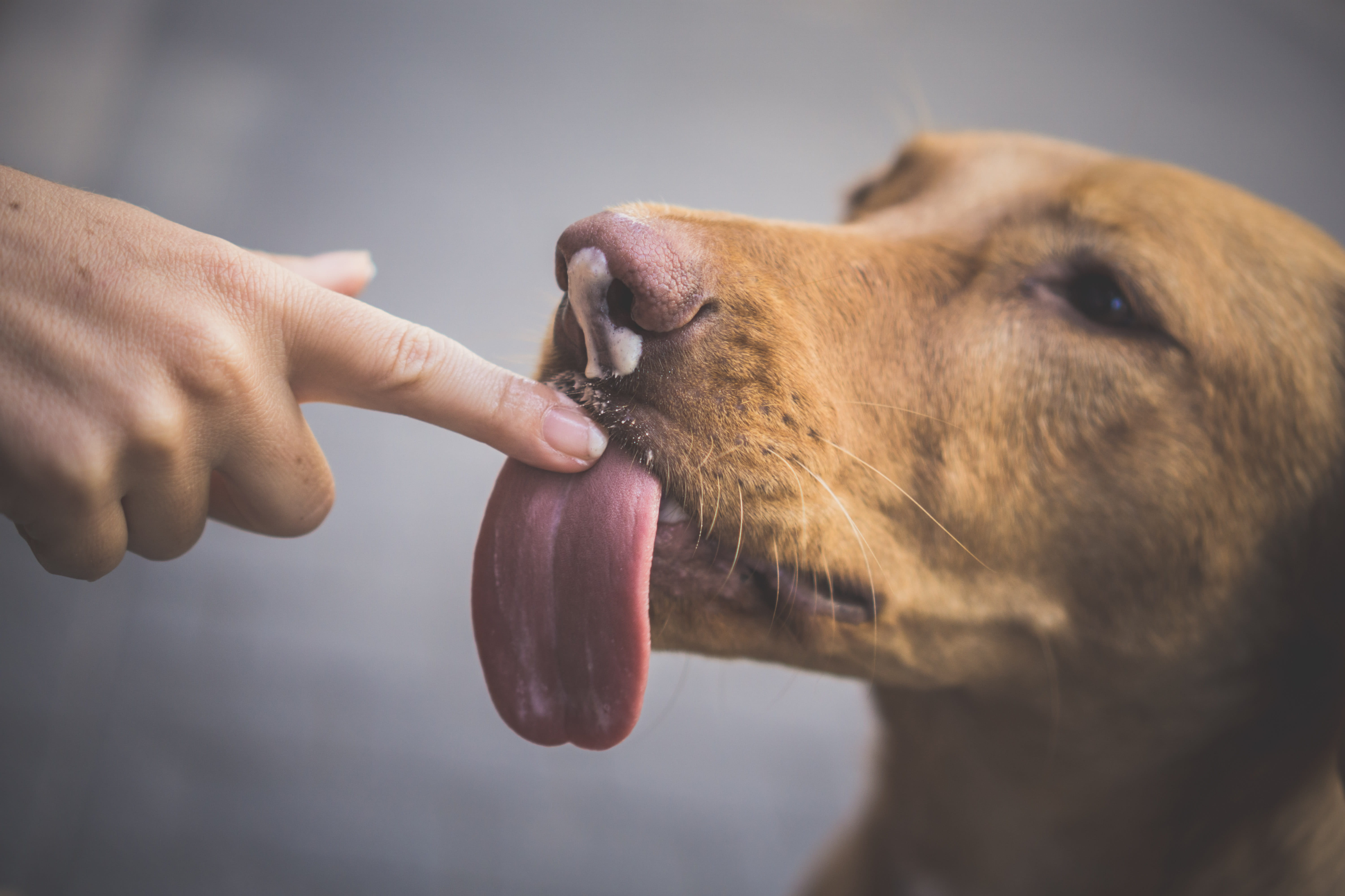 licking, animal nose, domestic, animal teeth, snout, vertebrate, animal, grey, human body part, human hand, close-up, dog, eating, canine, crystal, animal mouth, HD Wallpaper