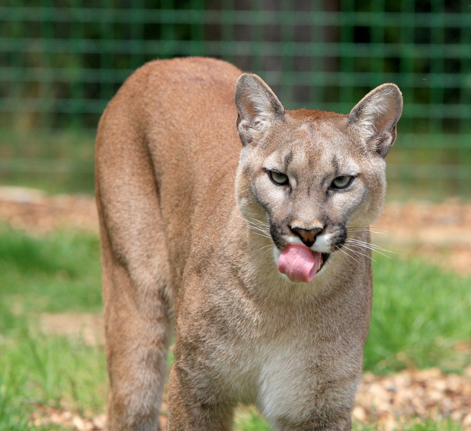 nature, lips, domestic animals, feline, image, focus on foreground, tongue, brown, close-up, shallow, one animal, day, portrait, big, looking at camera, HD Wallpaper