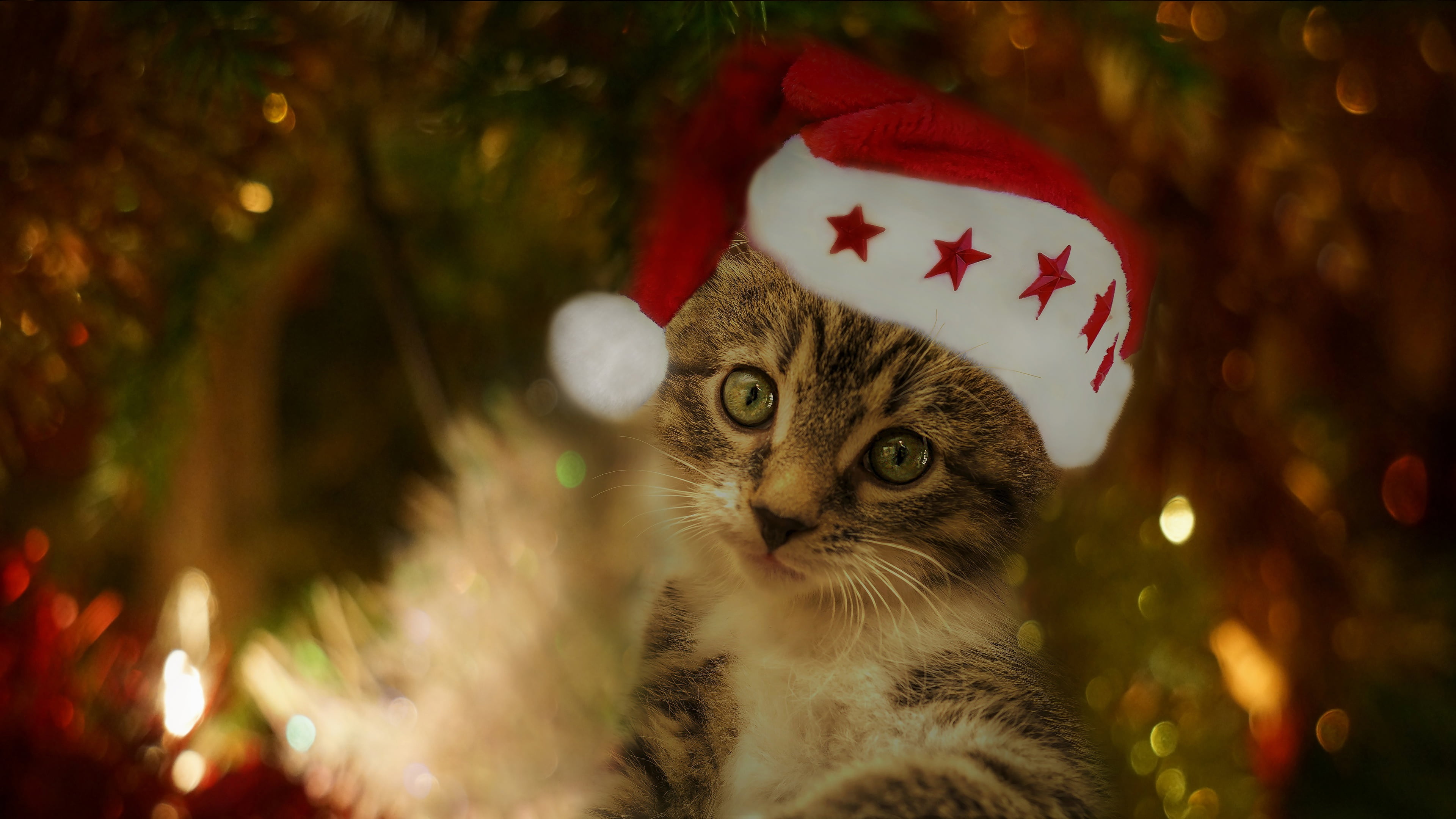 New year, tree, the Santa hat, cap, face, blur, cat, grey, cute, lights, Christmas, pose, holiday, striped, the dark background, garland, bokeh, kitty, HD Wallpaper