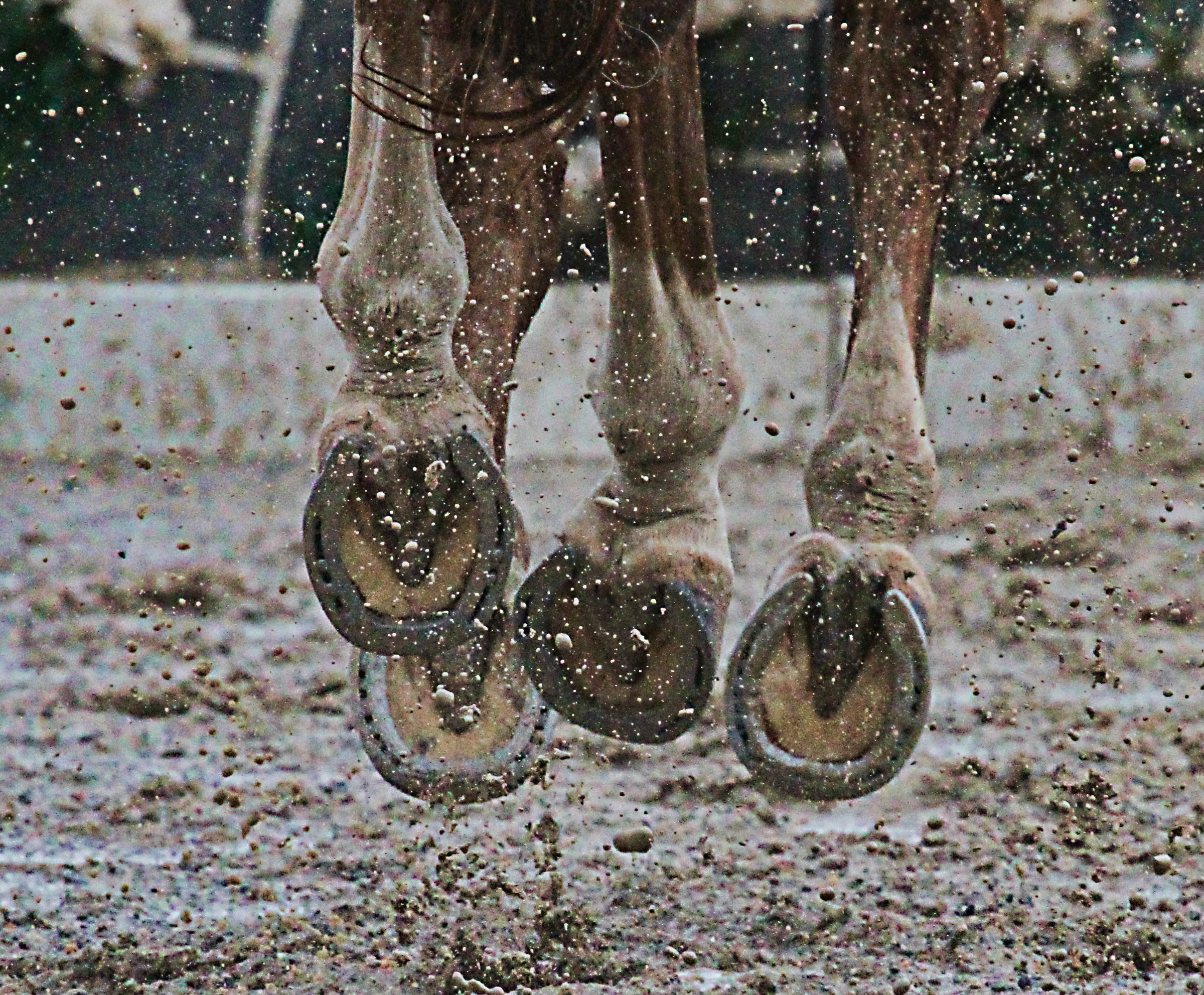 lifestyles, hunter-jumper, nature, human body part, air, unrecognizable person, horse, feet, shoe, rider, show, jumping, legs, grey, body part, wet, human foot, HD Wallpaper