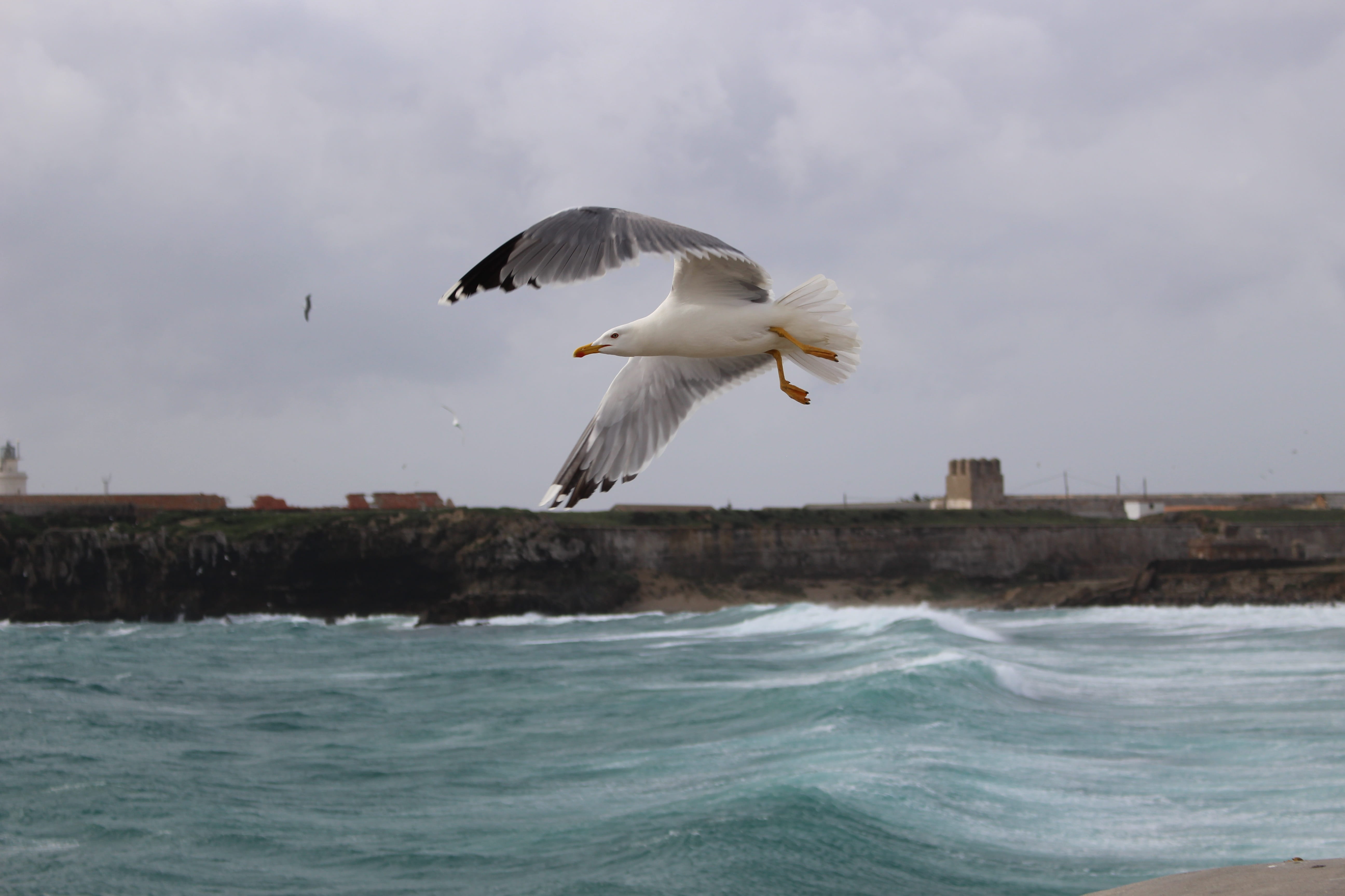 the seagull, animal wildlife, rocks, sailing, animal themes, vertebrate, white, heaven, waterfront, one animal, luckašnytr, animal, blue, mid-air, wind, HD Wallpaper