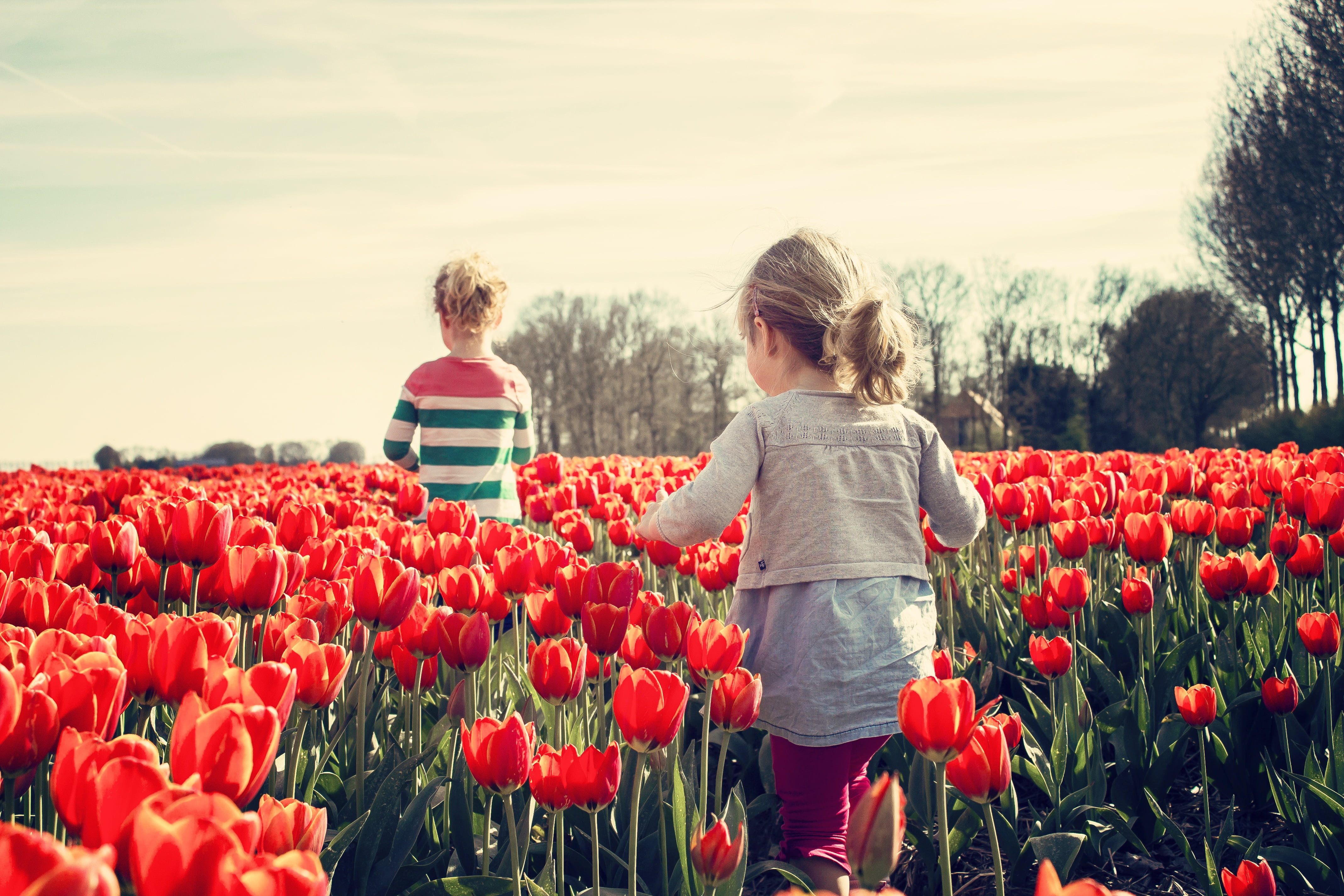 sister, tulips, girls, blossom, rear view, women, green, tulip fields, freshness, standing, tulip field, blue, flowers, summer, poppy, tourism, land, bulb netherlands, HD Wallpaper