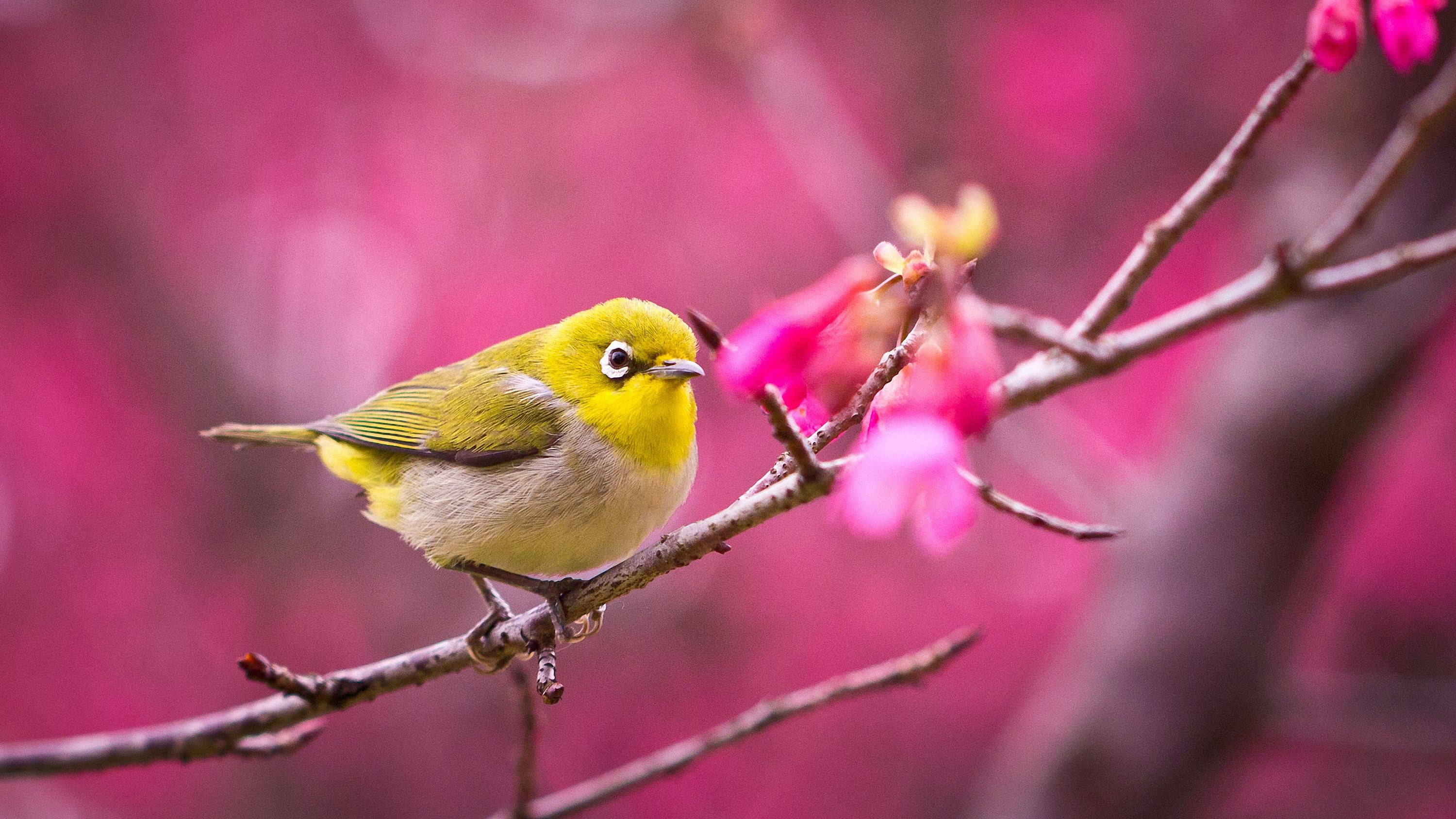 nature, 2K, selective focus, focus on foreground, one animal, no people, animals in the wild, necklace, beauty in nature, yellow, tree, branch, plant, HD Wallpaper