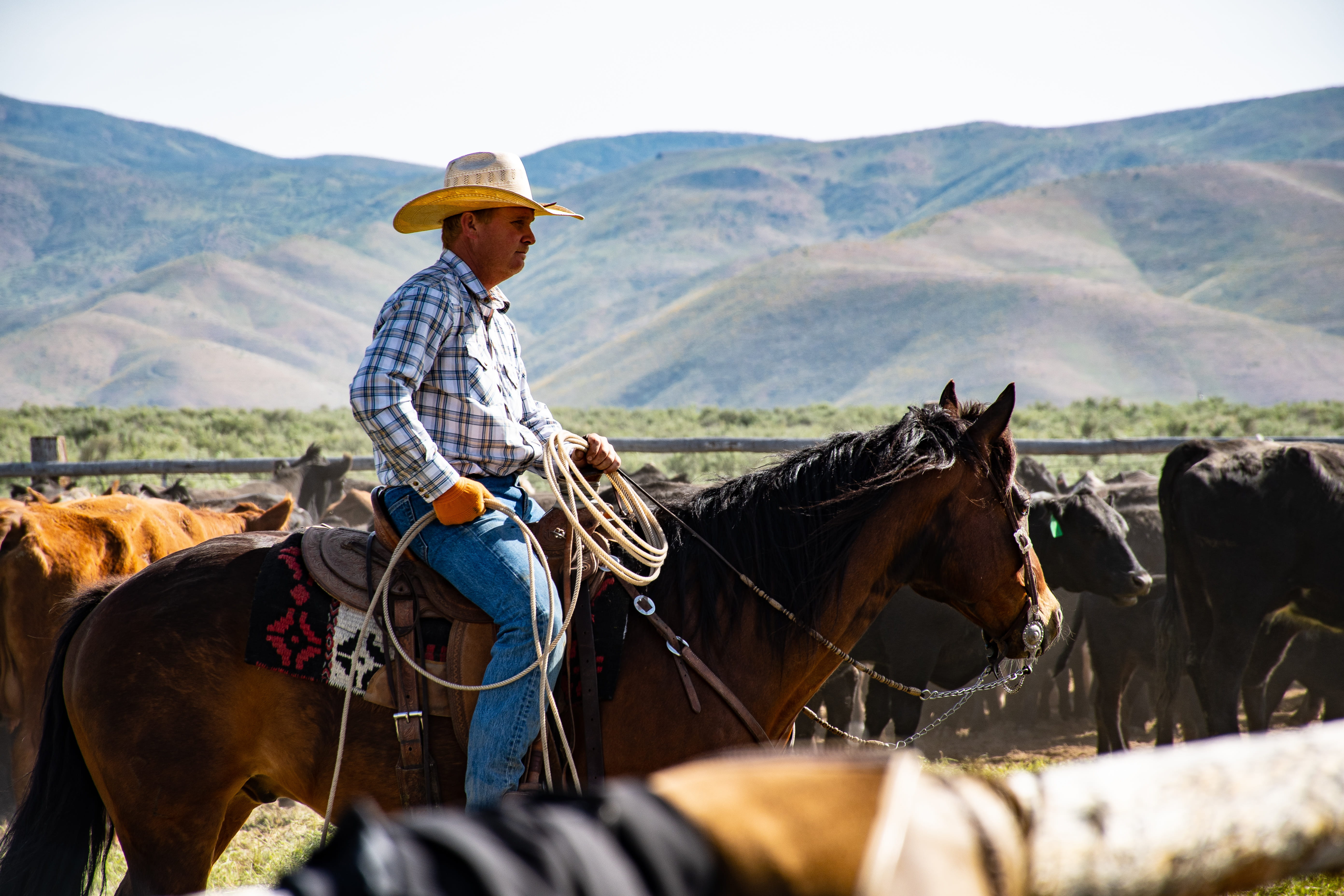 group of animals, livestock, outdoors, person, riding, horse, male, hat, landscape, domestic animals, photography, 5K, man, ride, guy, pets, domestic, HD Wallpaper