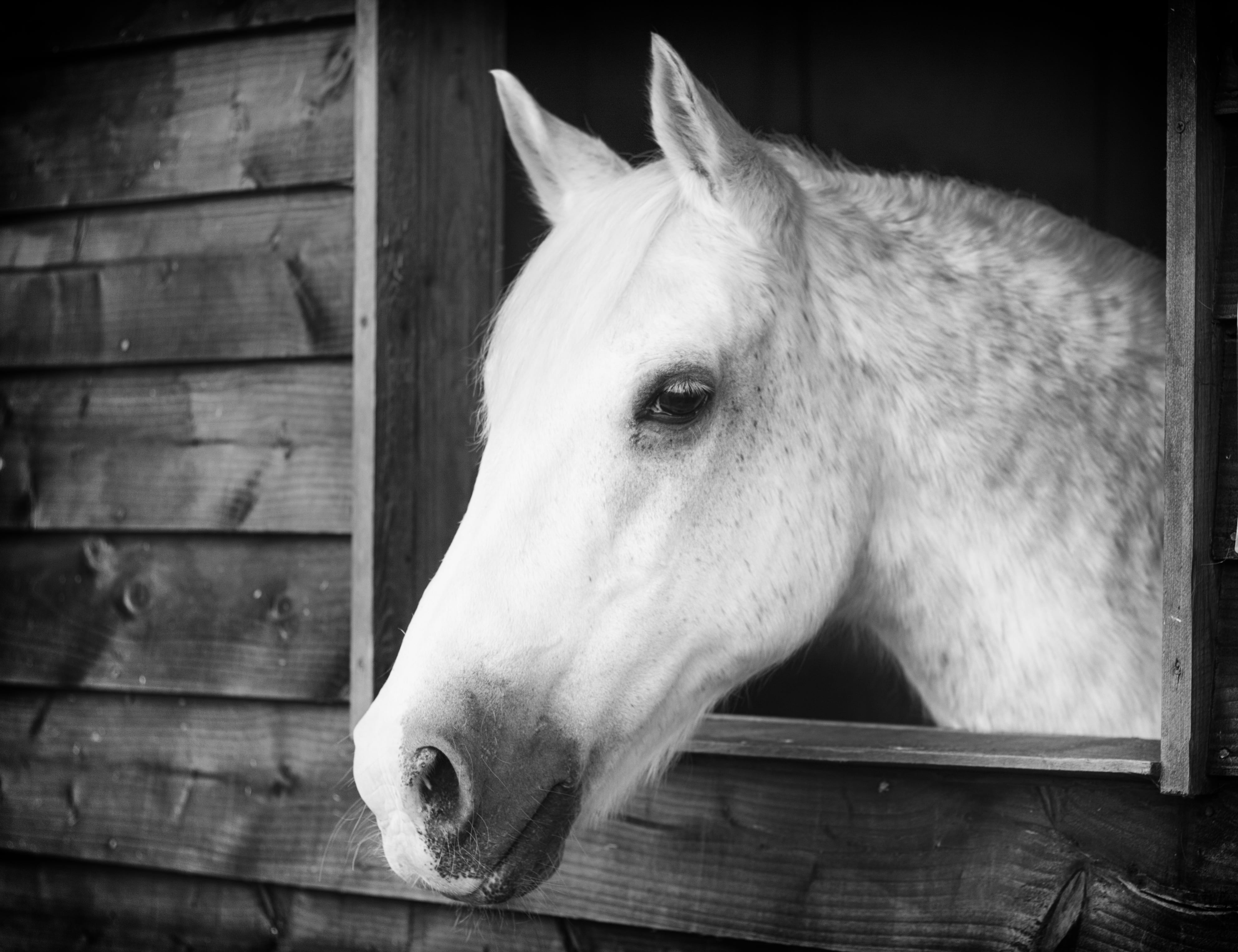 horse, animal, domestic animals, equine, ranch, vertebrate, wood - material, pets, window, animal body part, riding, day, no people, saddle, animal head, HD Wallpaper