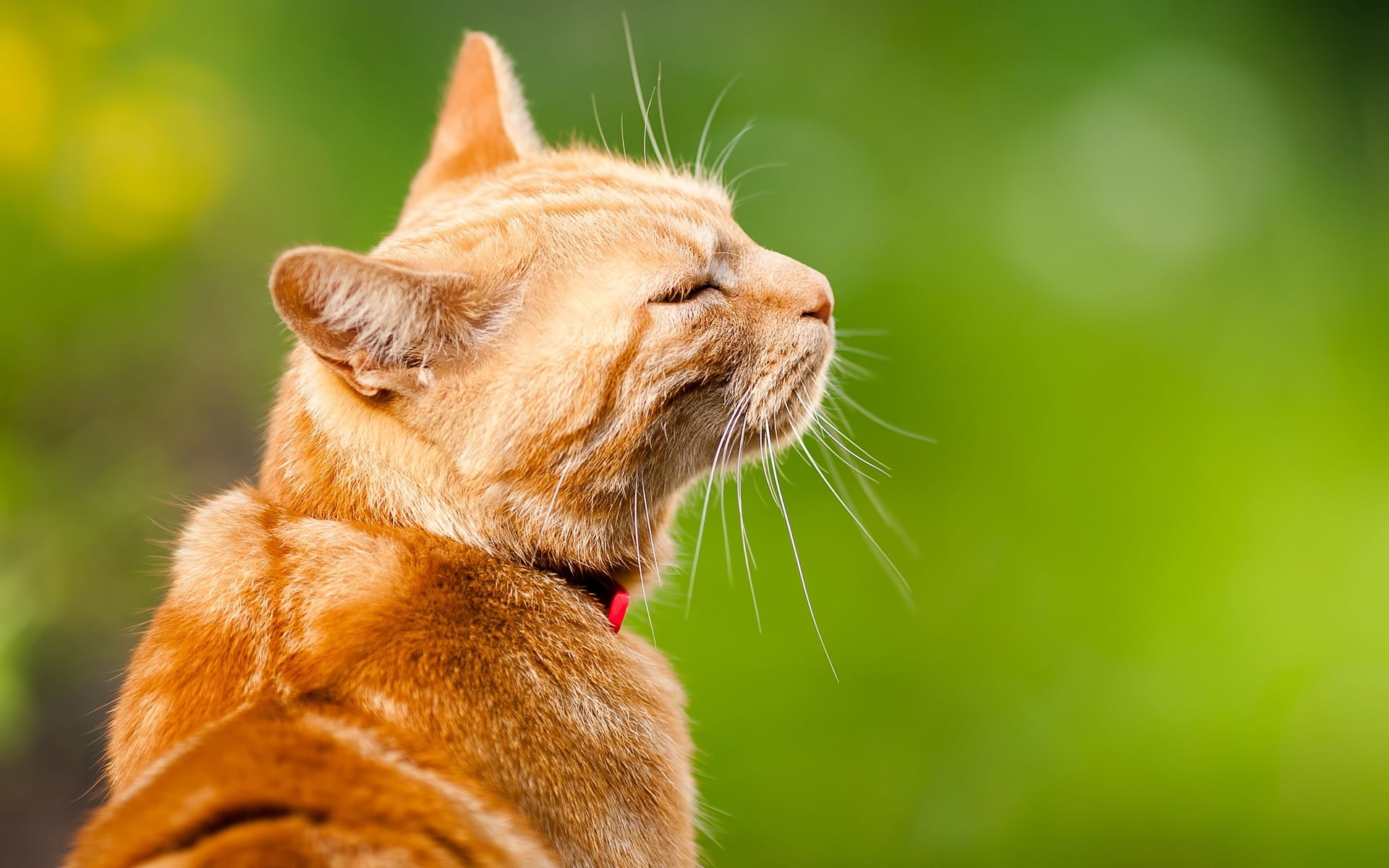 feline, domestic, mammal, pets, day, outdoors, background, domestic animals, ginger cat, animal themes, focus on foreground, 1080P, looking, whisker, mouth open, HD Wallpaper