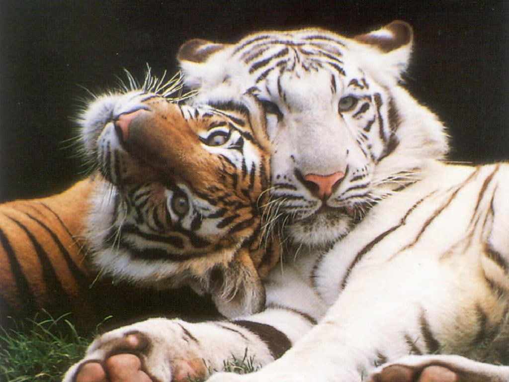big, content, cats, 480P, tiger, big cat, Couple, cat, art, animals, hd, HD Wallpaper
