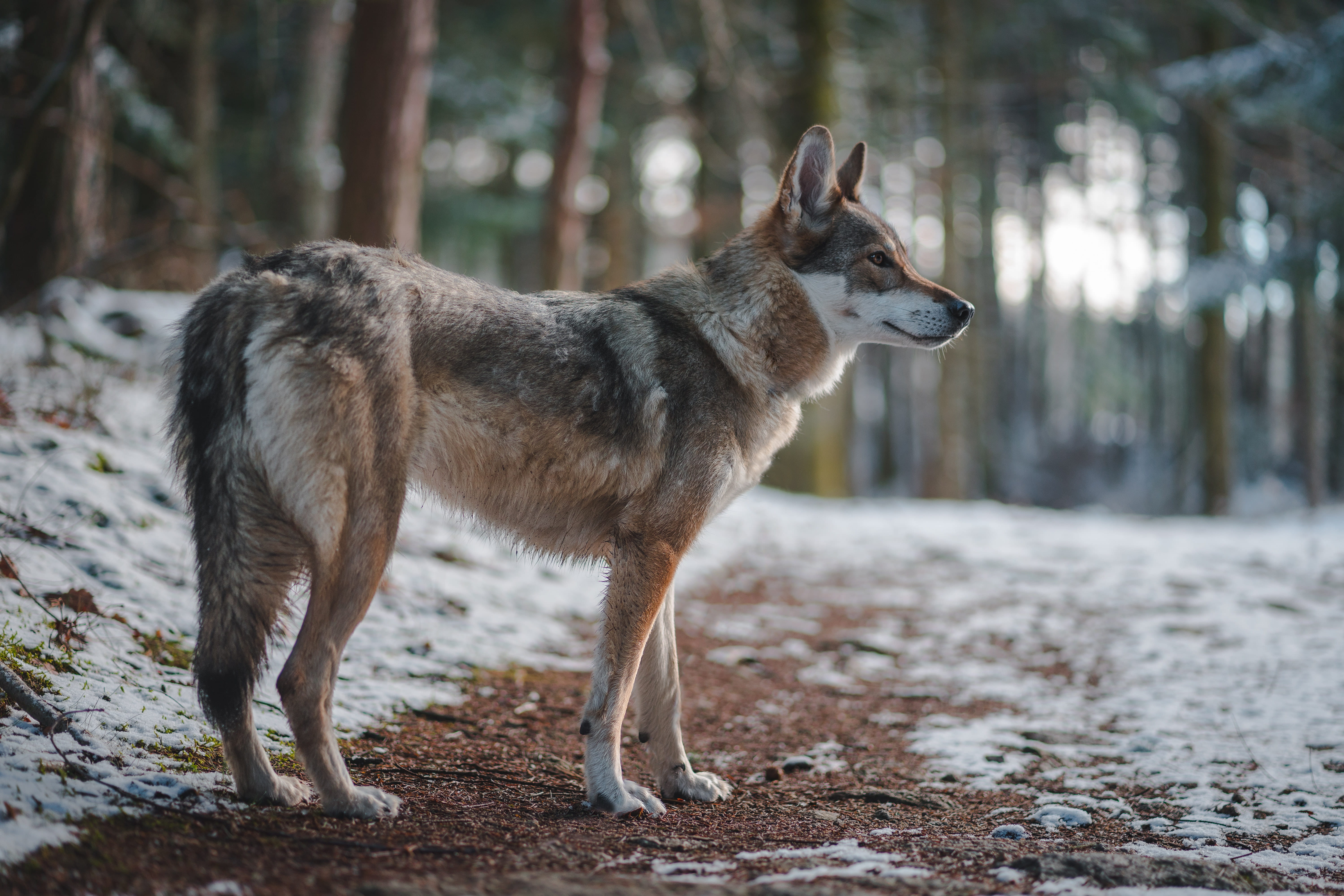 plant, forest, animals in the wild, path, focus on foreground, domestic animals, herbivorous, coyote, looking, day, full length, tamaskan, france, wolf, HD Wallpaper
