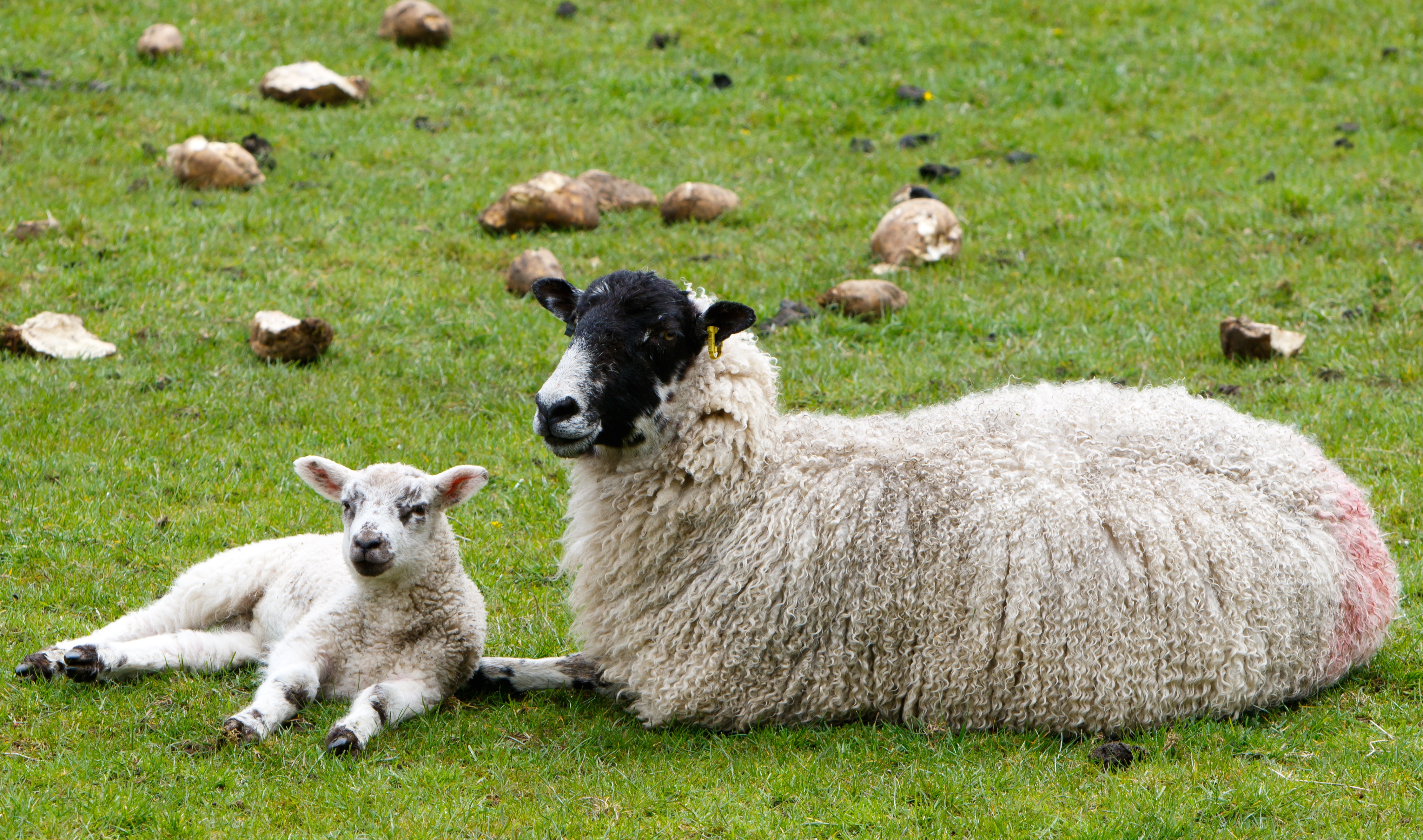 mammal, contented, land, 4K, wool, plain, young, domestic, sheep, stock, outdoors, young animal, plant, ewe, domestic animals, spring, animal family, fleece woolly, HD Wallpaper