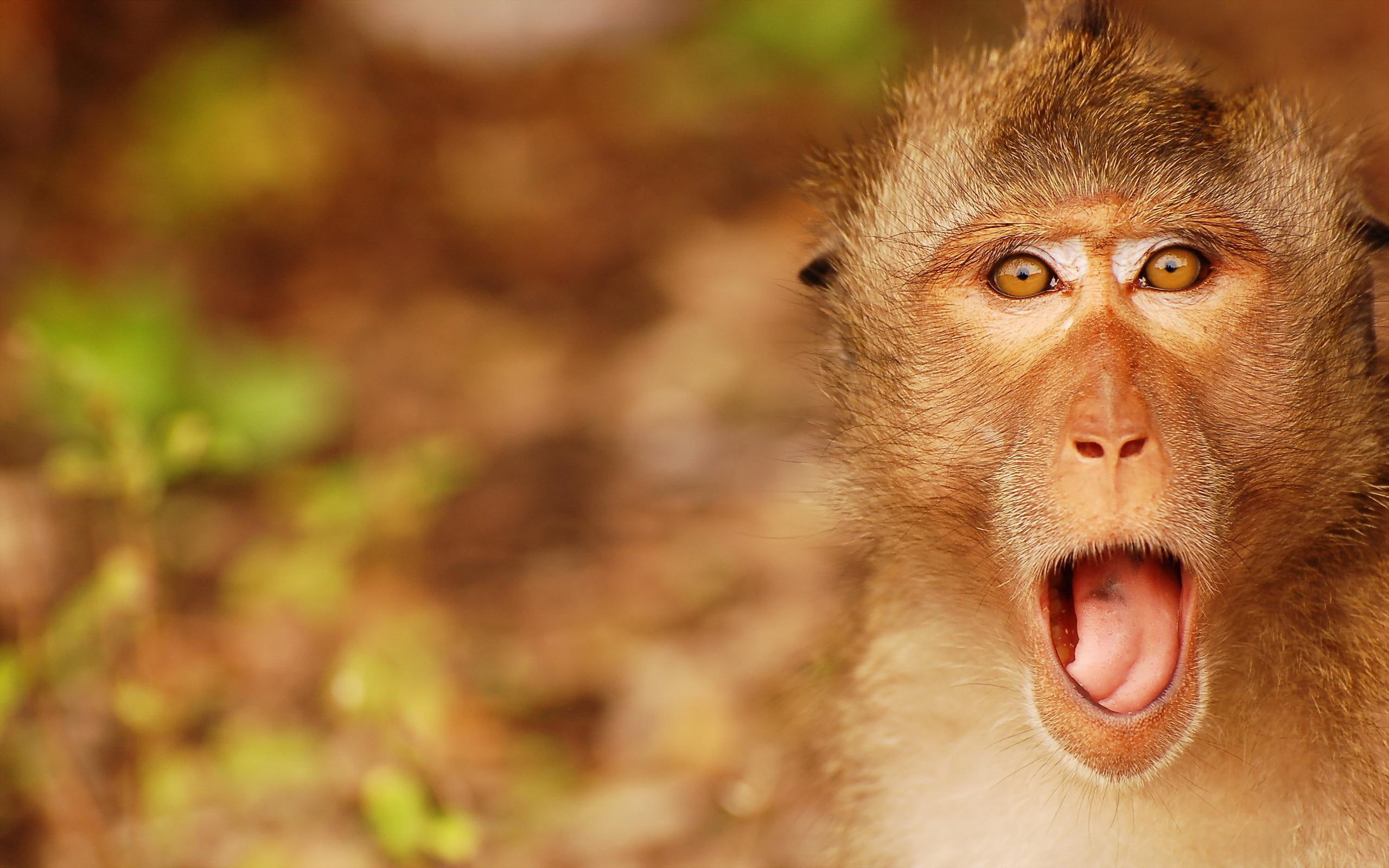 monkey, wild, animals, 2K, surprised, HD Wallpaper