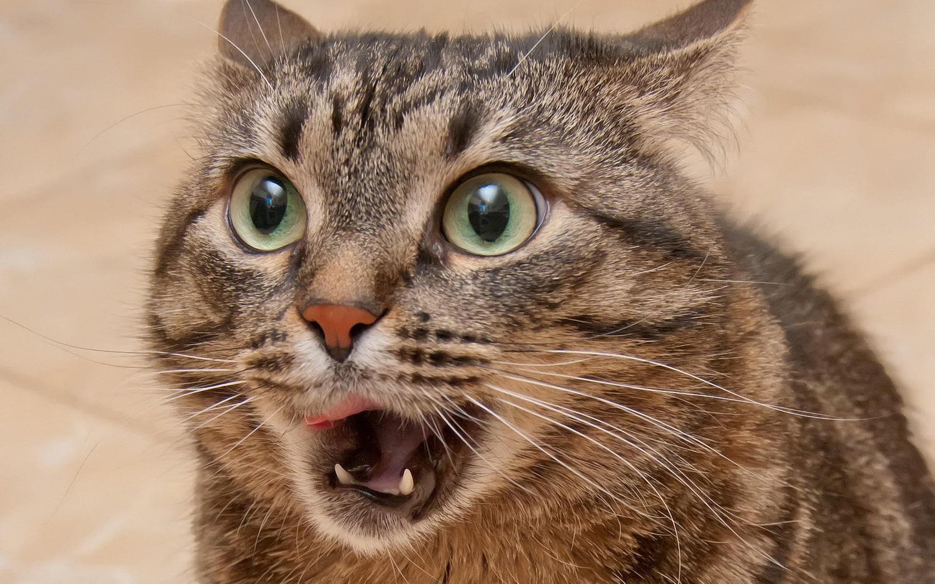 1080P, Expression, Surprised, Cat, close, HD Wallpaper