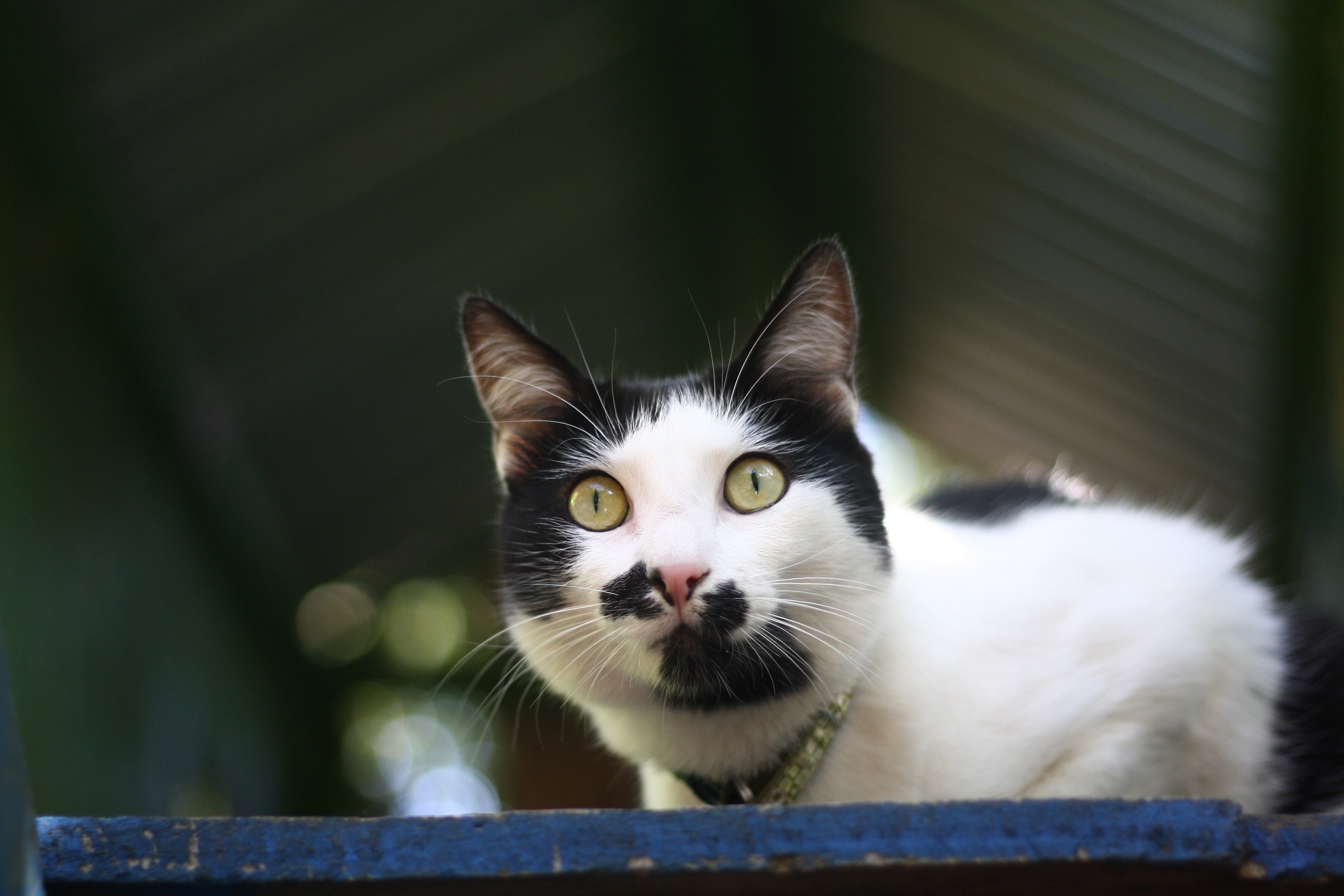 animal, young Animal, portrait, no people, looking at camera, cat, looking, domestic, domestic Cat, staring, 4K, kitten, pets, vertebrate, mammal, day, HD Wallpaper