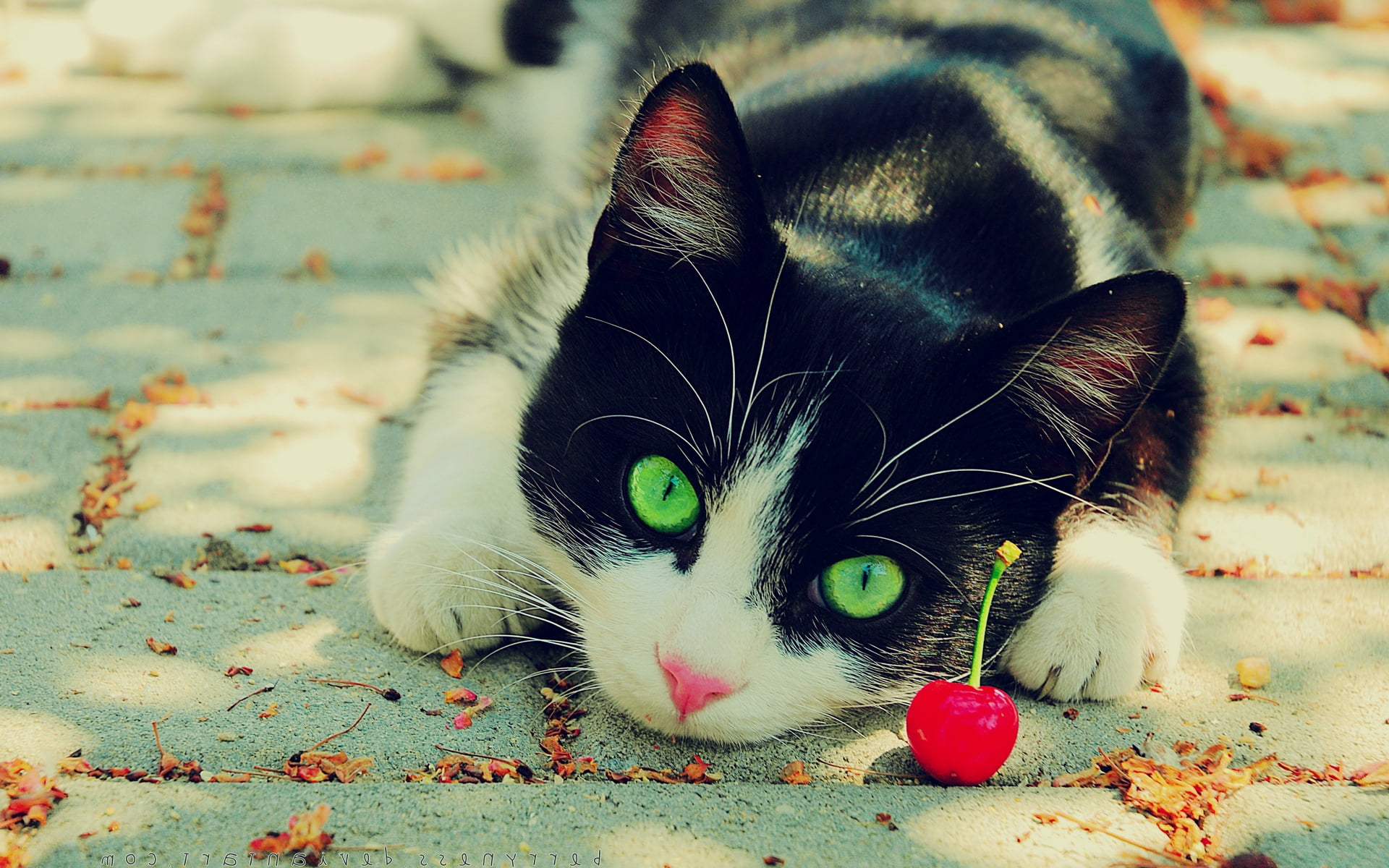 human Face, white, beautiful, nature, animal Eye, close-up, animal, whisker, feline, relaxation, domestic Cat, day, kitten, looking, looking at camera, HD Wallpaper