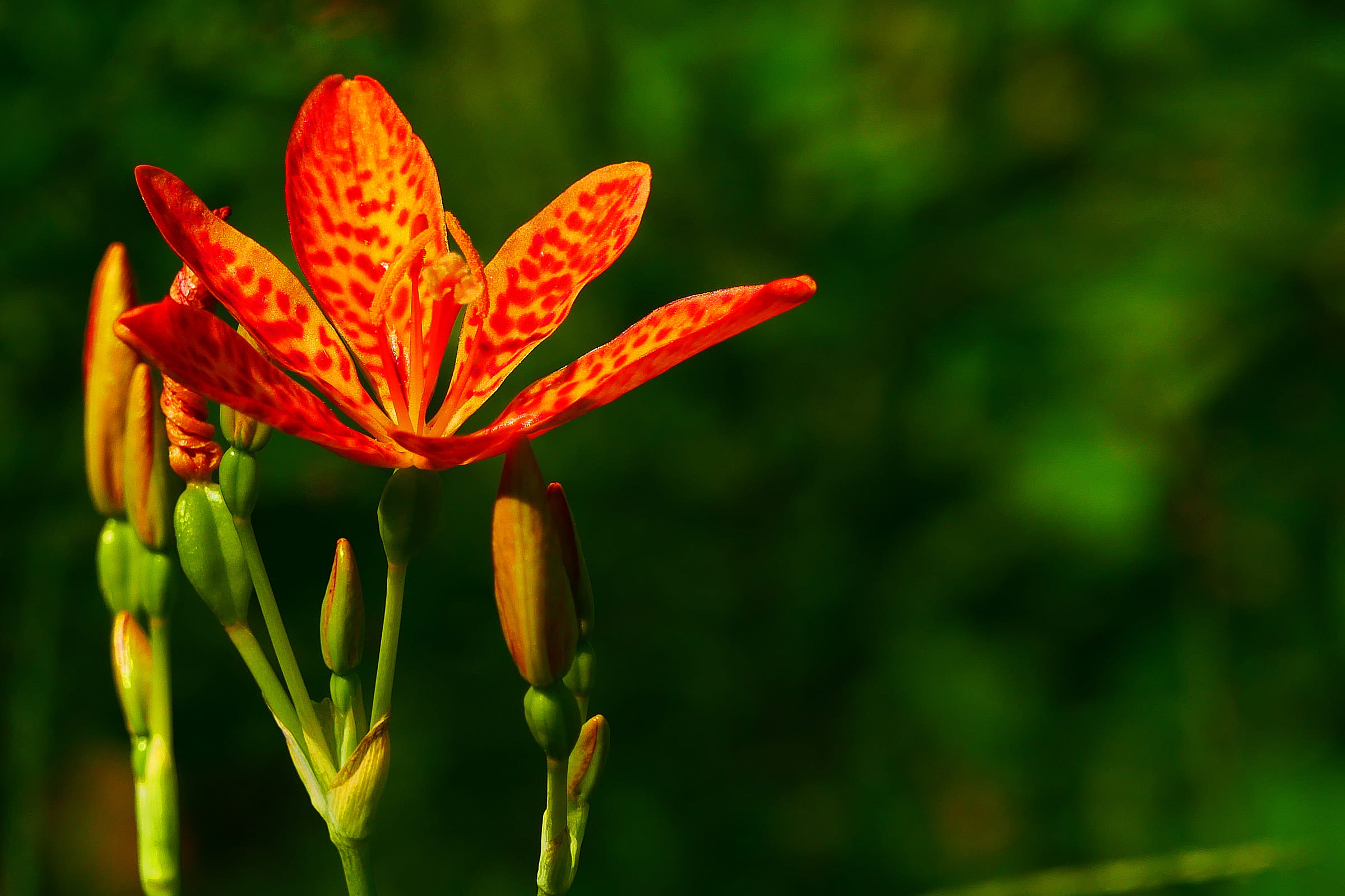 ornamental, fragility, 1080P, beautiful flowers, freshness, blackberry, red, individual, iris domestica, stock images, fall blooming, known, flowers photos, HD Wallpaper