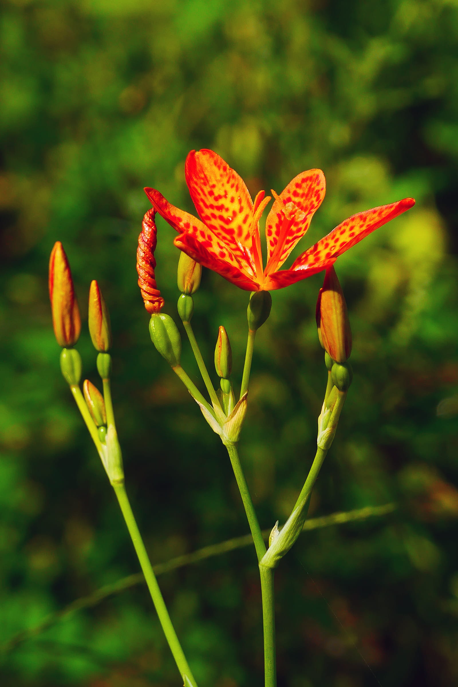 1080P, pods, iris domestica, blackberry, beautiful flowers images, plant stem, leopard, domestica, vulnerability, blackberry lily, leopard flower photos, Phone HD Wallpaper