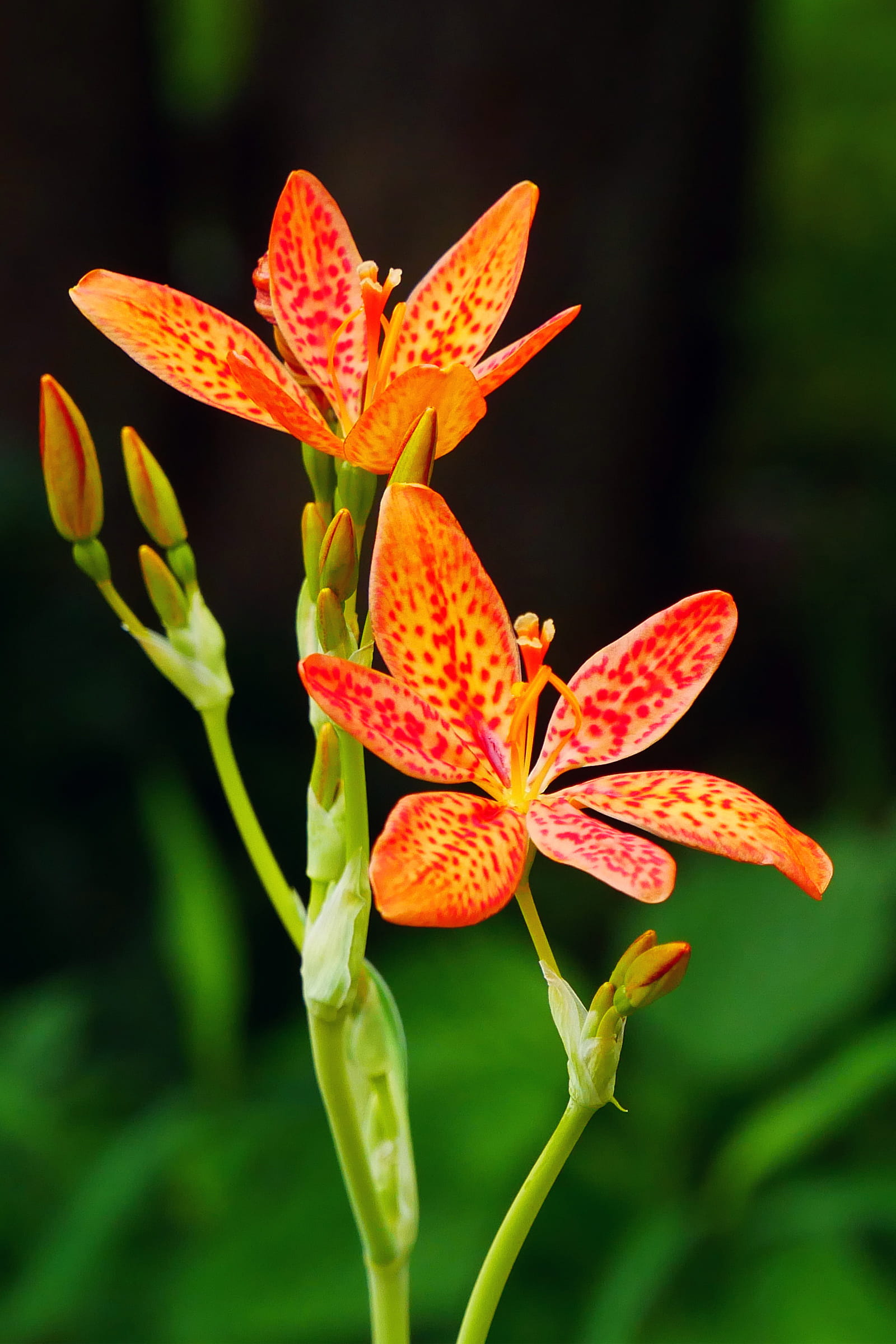 background, leopard, bright colored flowers, plant, leopard flower, beautiful flowers images, flower, flowering plant, commonly, freshness, growth, no people, Phone HD Wallpaper