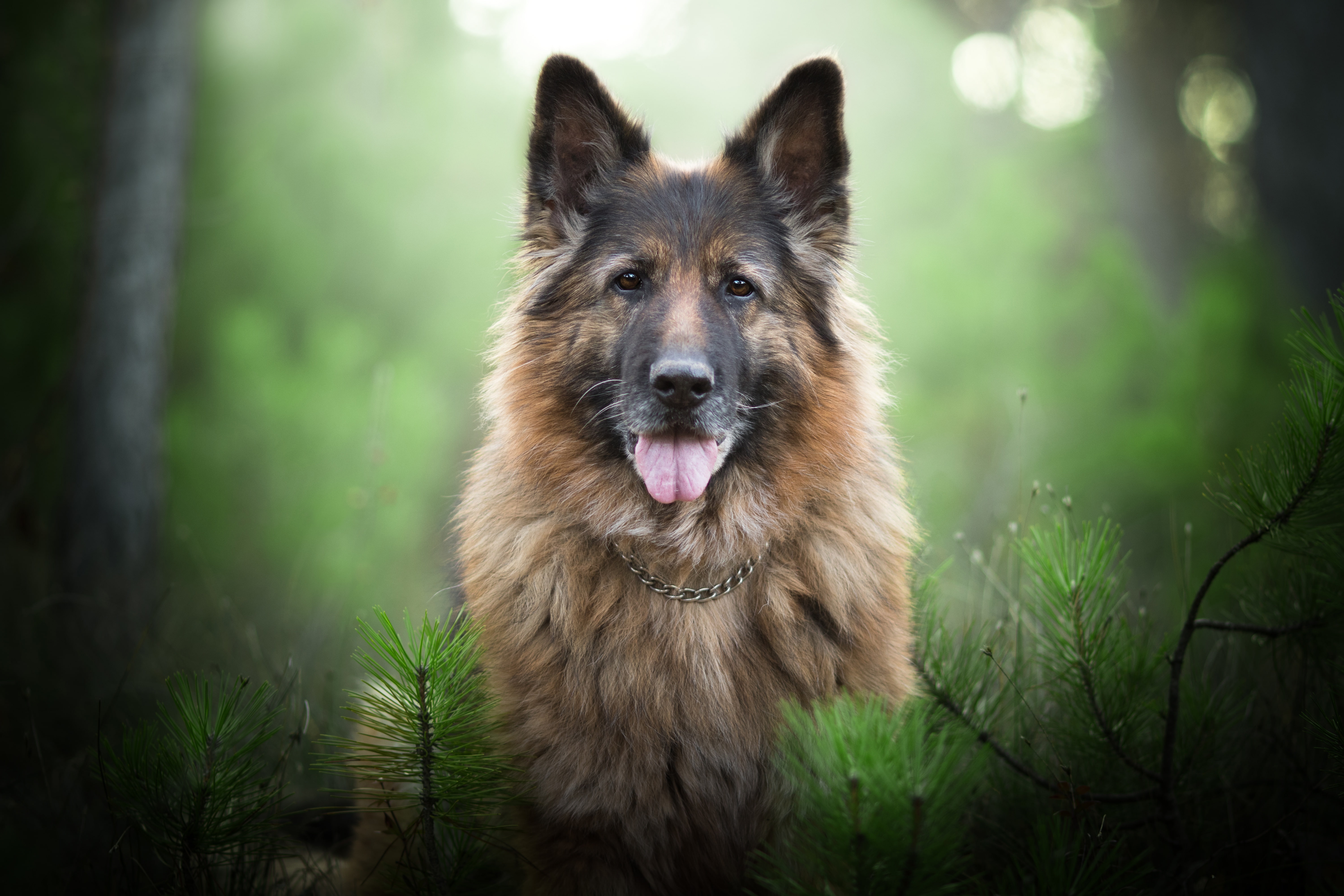 branches, 5K, bokeh, German shepherd, dog, portrait, face, look, HD Wallpaper