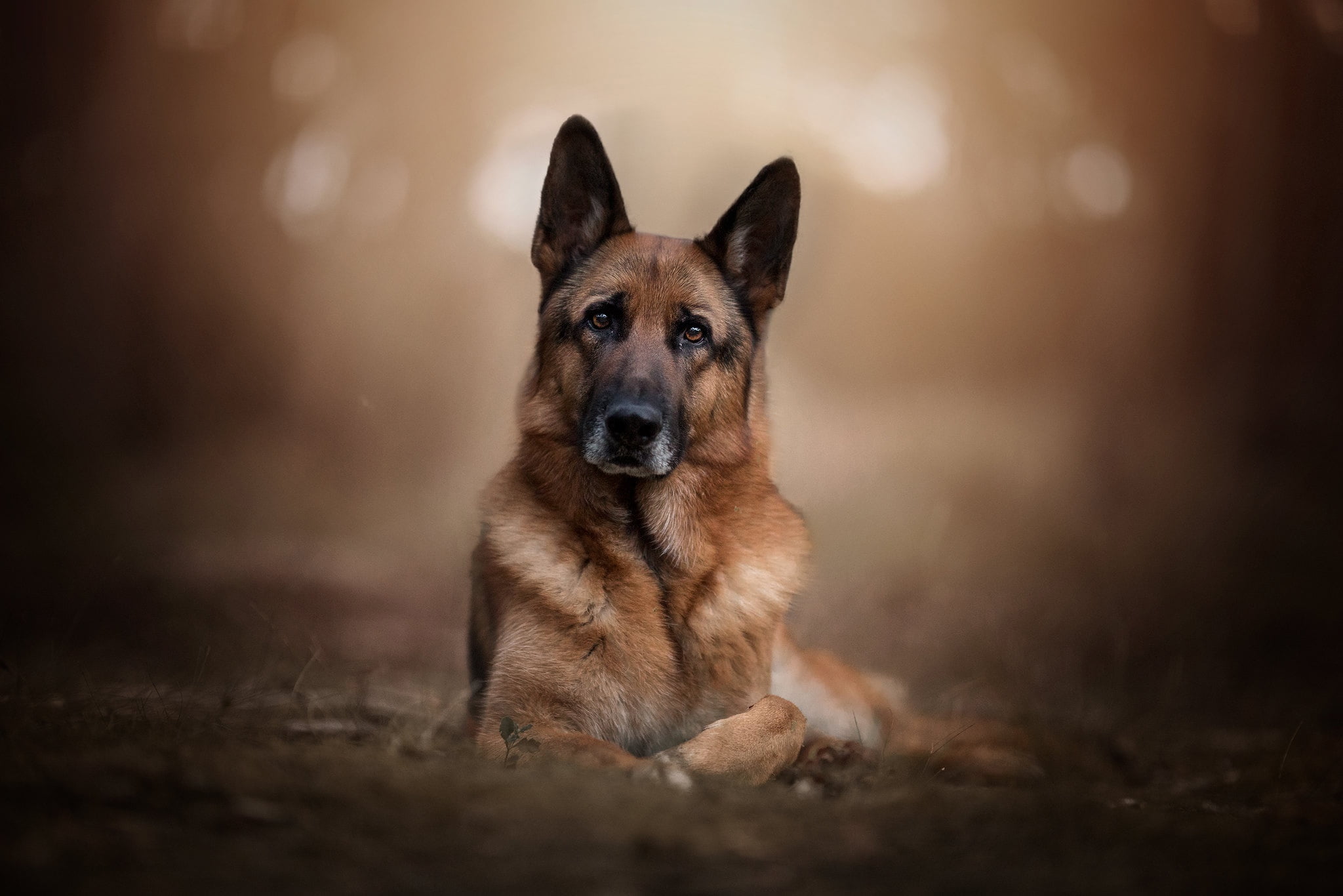 portrait, face, bokeh, look, 1080P, German shepherd, dog, background, HD Wallpaper