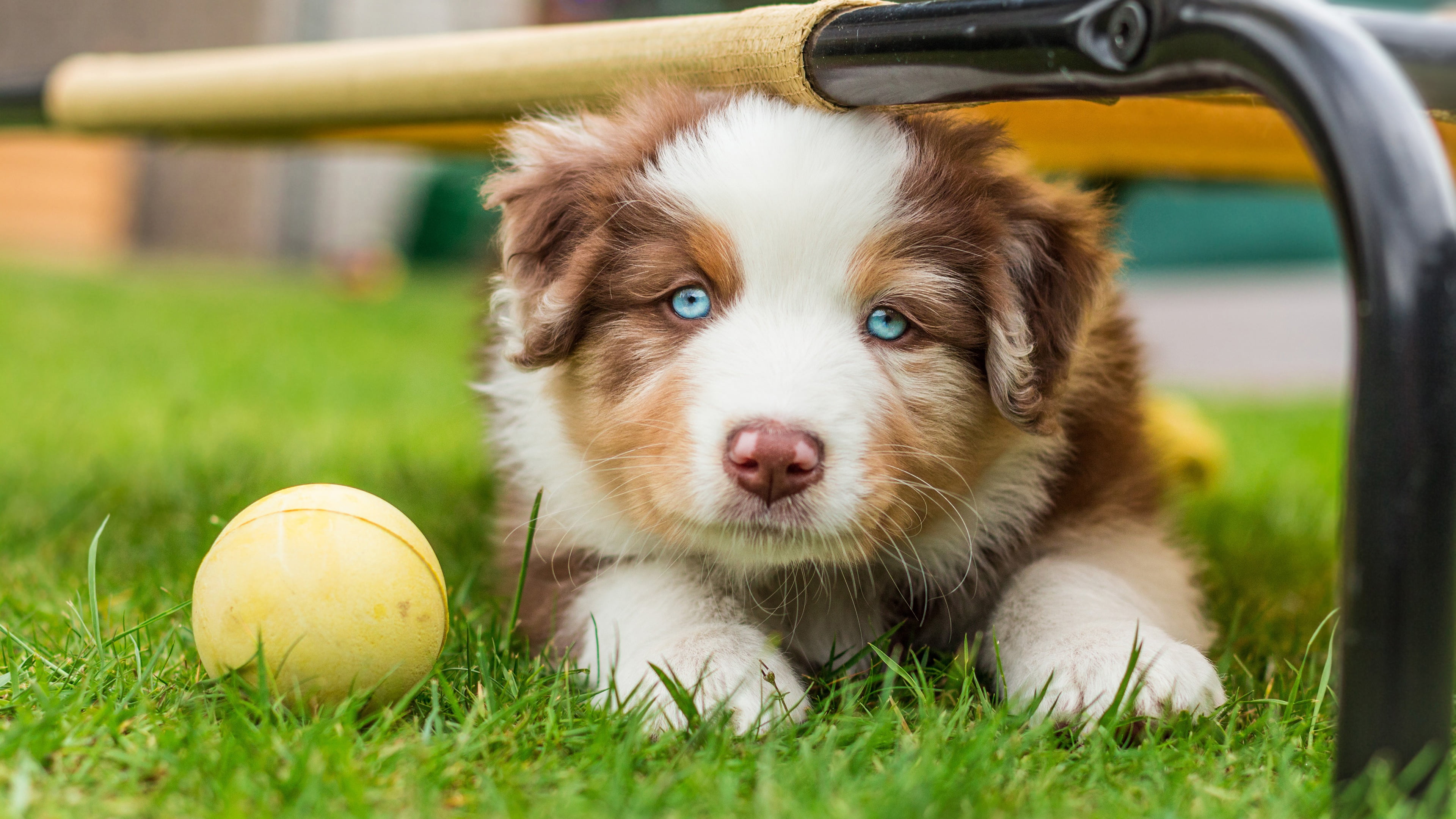 Australian shepherd, the ball, lies, puppy, Australian, dog, Aussie, pipe, 4K, blue-eyed, muzzle, grass, portrait, HD Wallpaper