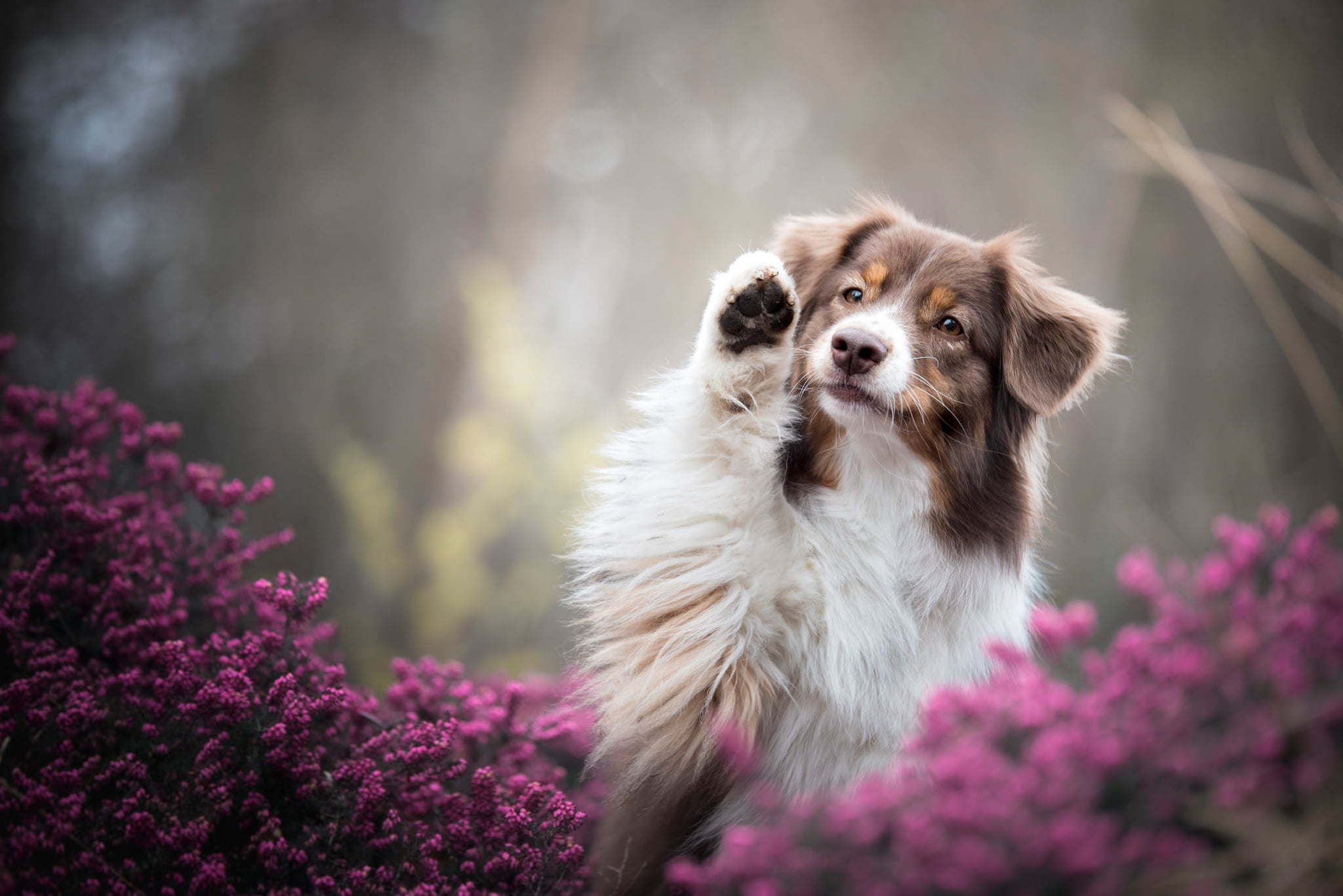 dog, face, lilac, portrait, paw, Australian shepherd, white with brown spots, summer, look, Aussie, bokeh, nature, flowers, 1080P, pose, Heather, background, HD Wallpaper