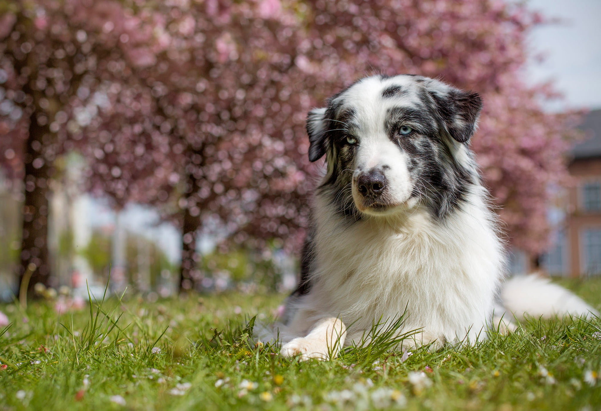 flowering, Australian shepherd, nature, street, Aussie, pose, look, with spots, spring, bokeh, lies, light, dog, garden, 1080P, white, trees, trunks, blurred background, HD Wallpaper