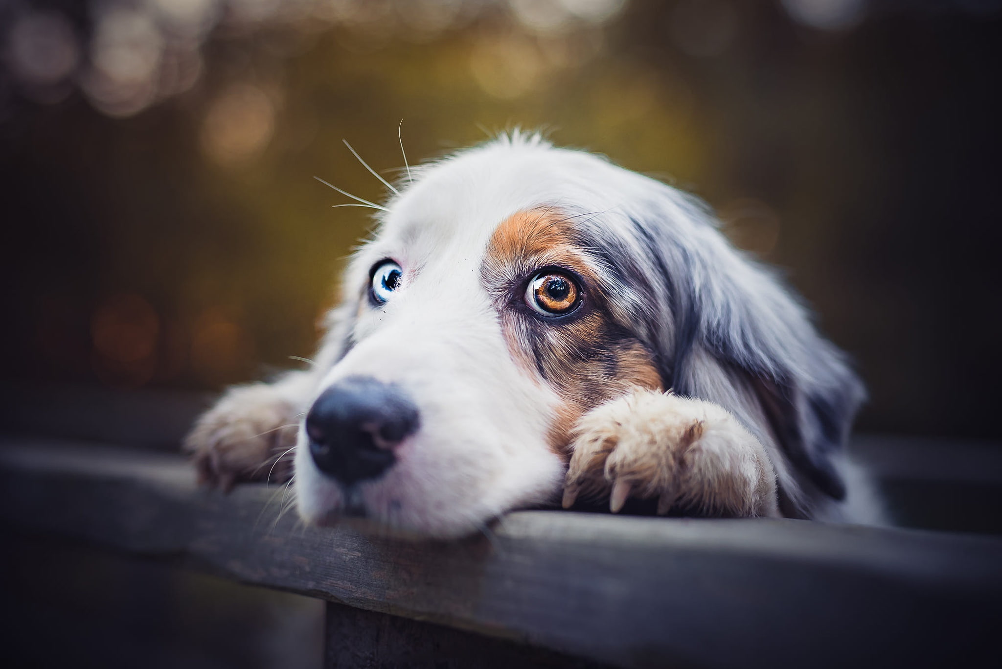 claws, different eyes, bokeh, spotted, Board, Aussie, the dark background, portrait, the fence, photoart, look, Australian shepherd, close-up, mood, face, HD Wallpaper