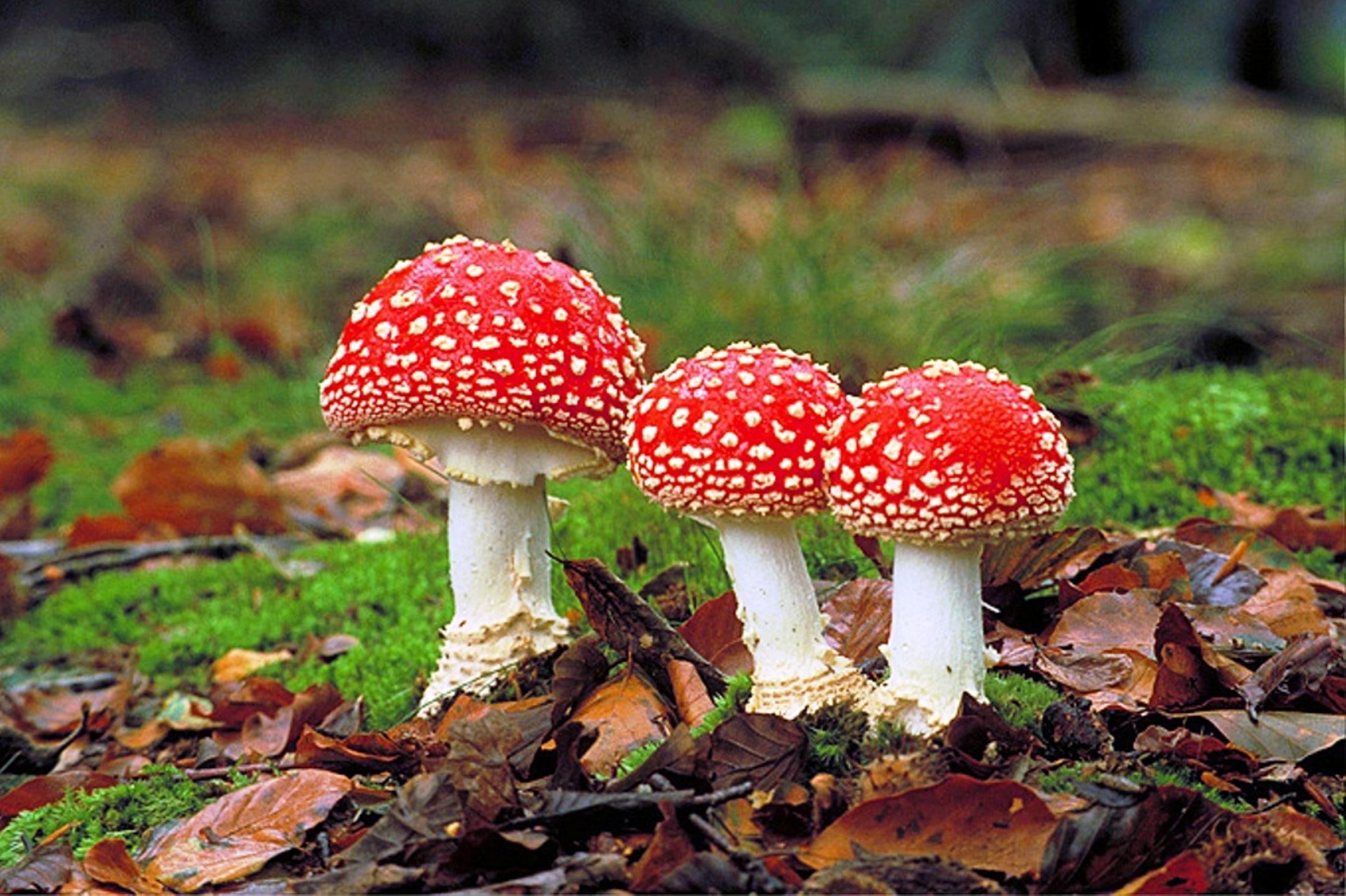nature, nature and landscapes, woods, muscaria, 1080P, amanita, fungi, HD Wallpaper