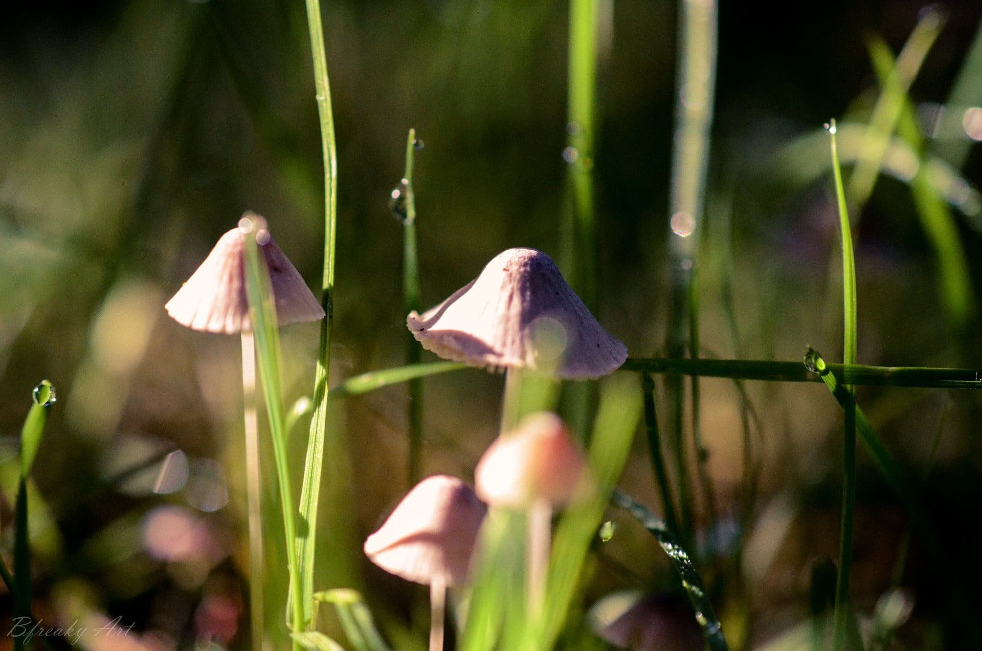 freshness, beauty in nature, nature, focus on foreground, no people, flower head, growth, grass, mushroom, vulnerability, outdoors, plant stem, day, plant, HD Wallpaper