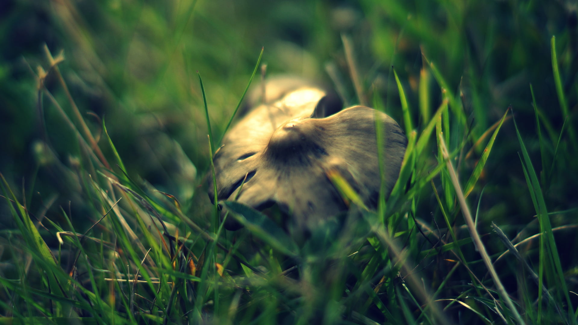 no people, day, mushroom, nature, brown, bird, growth, beauty in nature, one animal, green color, 1080P, animals in the wild, grass, land, selective focus, HD Wallpaper