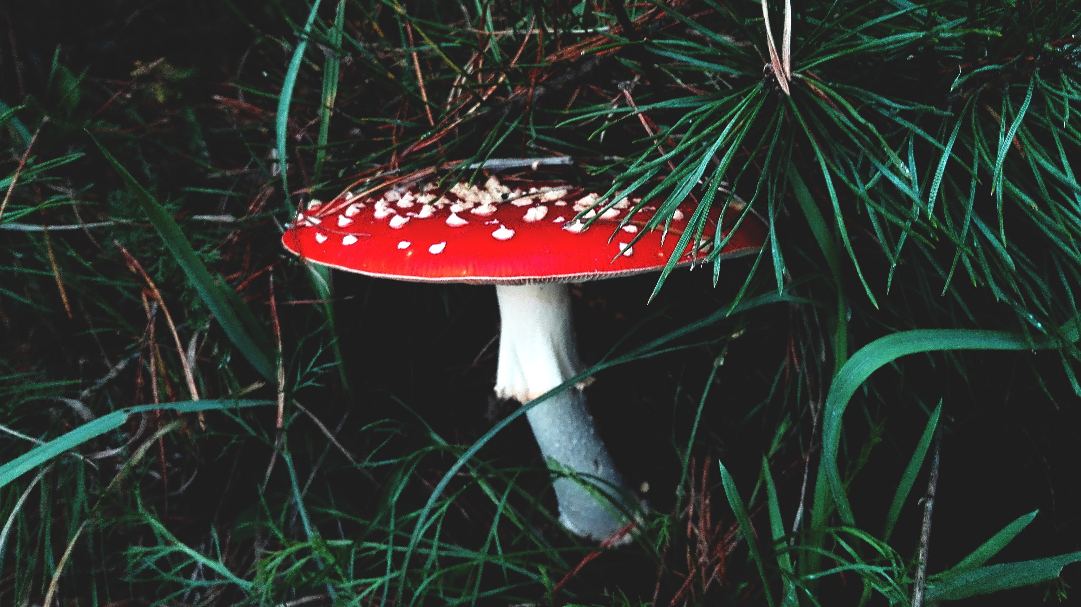 forest, 4K, grass, mushroom, HD Wallpaper